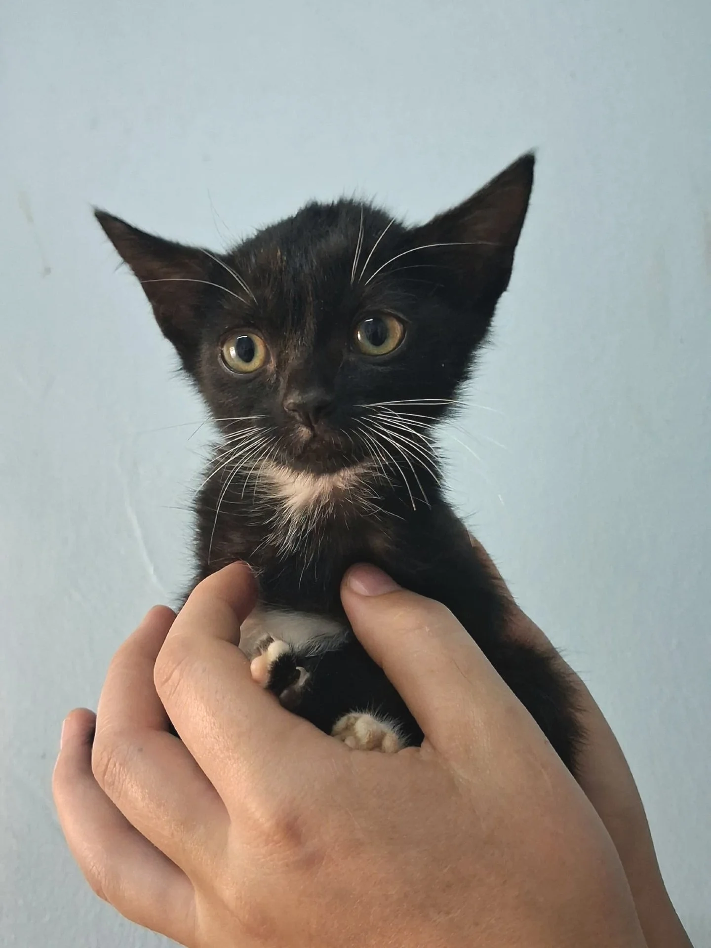 𝗡𝗲𝗯𝘂𝗹𝗮: 𝘁𝗶𝗻𝘆 𝗸𝗶𝘁𝘁𝗲𝗻, 𝗰𝗼𝘀𝗺𝗶𝗰 𝘄𝗶𝘀𝗱𝗼𝗺 ✨🐾

Meet Nebula, a tiny black-and-white kitten with the glorious whiskers of a sage, like sparks of wisdom framing her face. 🤍🖤

A quote by Eckhart Tolle fits her perfectly: &ldquo;I h