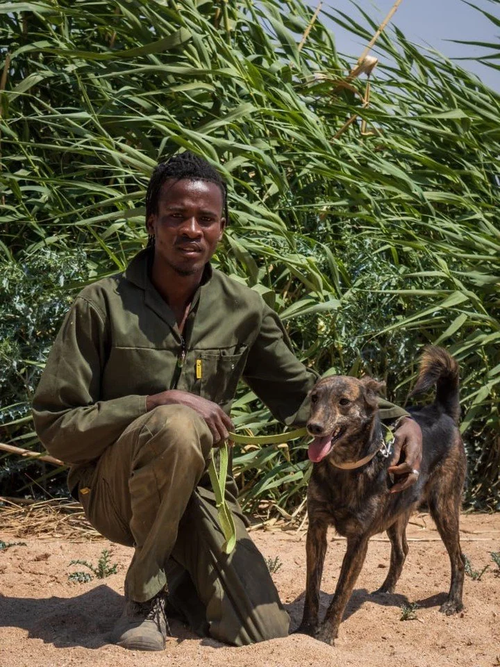 𝐒𝐭𝐨𝐟𝐟𝐞𝐥 &ndash; 𝐦𝐞𝐝𝐢𝐮𝐦 𝐛𝐨𝐲, 𝐟𝐮𝐥𝐥 𝐨𝐟 𝐩𝐥𝐚𝐲 💛
(𝘈 𝘴𝘱𝘪𝘳𝘪𝘵𝘦𝘥 𝘺𝘰𝘶𝘯𝘨 𝘥𝘰𝘨 𝘸𝘩𝘰 𝘯𝘦𝘦𝘥𝘴 𝘢𝘯 𝘢𝘤𝘵𝘪𝘷𝘦, 𝘭𝘰𝘷𝘪𝘯𝘨 𝘩𝘰𝘮𝘦)

Stoffel is a whirlwind of energy and curiosity. The kennel environment doesn&rsq