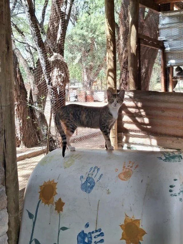 𝗗𝗼𝗻'𝘁 𝗠𝗶𝘀𝘀-𝘆 𝗼𝘂𝘁 𝗼𝗻 𝘆𝗼𝘂𝗿 𝗻𝗲𝘄 𝗯𝗲𝘀𝘁 𝗳𝗿𝗶𝗲𝗻𝗱 🐾

Meet Missy, a gorgeous tabby girl with some surprise spice in the form of lovely ginger patches. 🧡🤎

Missy is a gentle soul. Cautious. Careful. But if you look closely, you