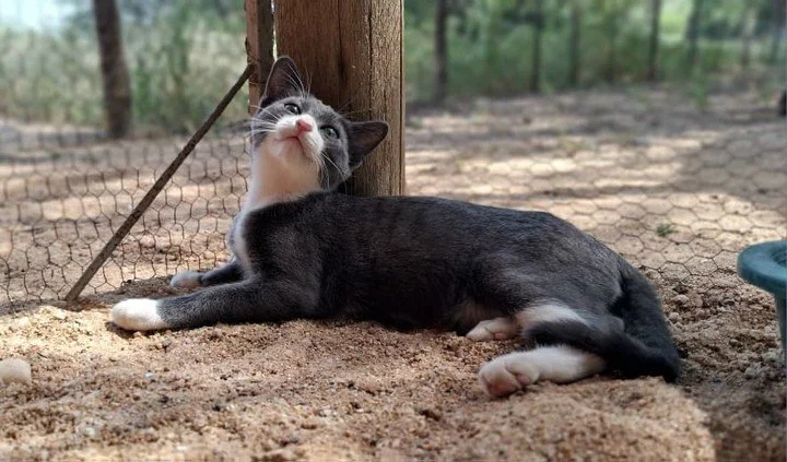 𝗦𝘁𝗲𝗿𝗹𝗶𝗻𝗴: big eyes, bigger heart 🤍🩶

Meet Sterling, our gorgeous little grey-and-white gentleman with the round &ldquo;I see everything&rdquo; eyes. 

Sterling starts his friendships respectfully, by observing you with wide and wondrous eye