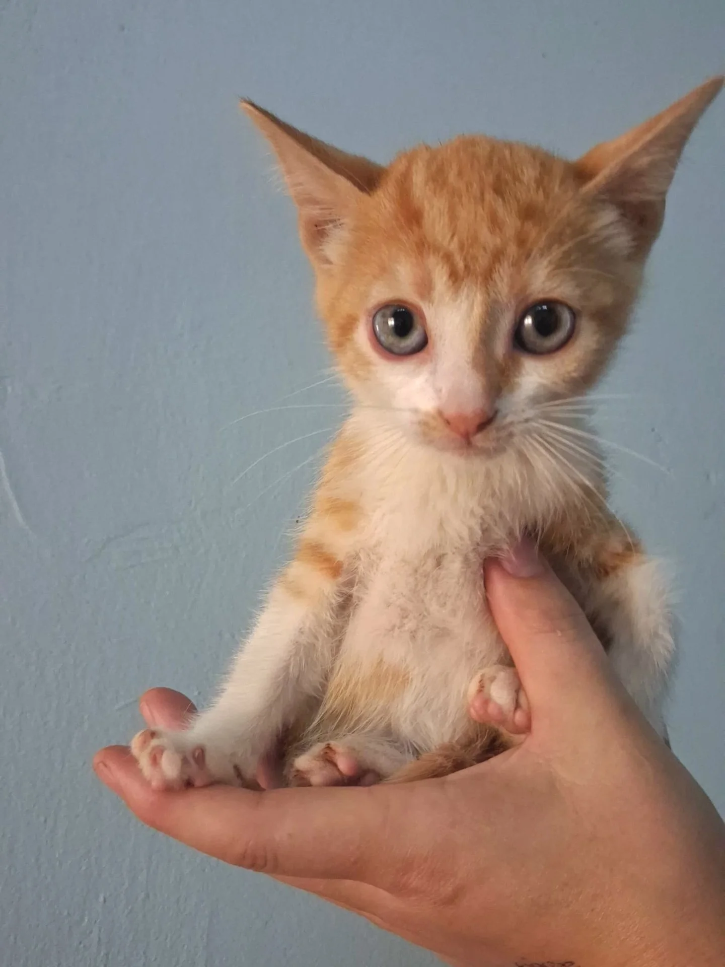 𝗦𝗵𝗲'𝘀 𝘀𝗼𝗳𝘁, 𝘀𝗵𝗲'𝘀 𝗳𝗹𝘂𝗳𝗳𝘆, 𝘀𝗵𝗲'𝘀 𝗠𝗮𝗿𝘀𝗵𝗺𝗮𝗹𝗹𝗼𝘄✨ 🐾

Meet Marshmallow, a teeny little ginger-and-white girl with the sweetest face and a brave heart. 🧡🤍

She may be small, but Marshmallow has a determined spirit. Life h