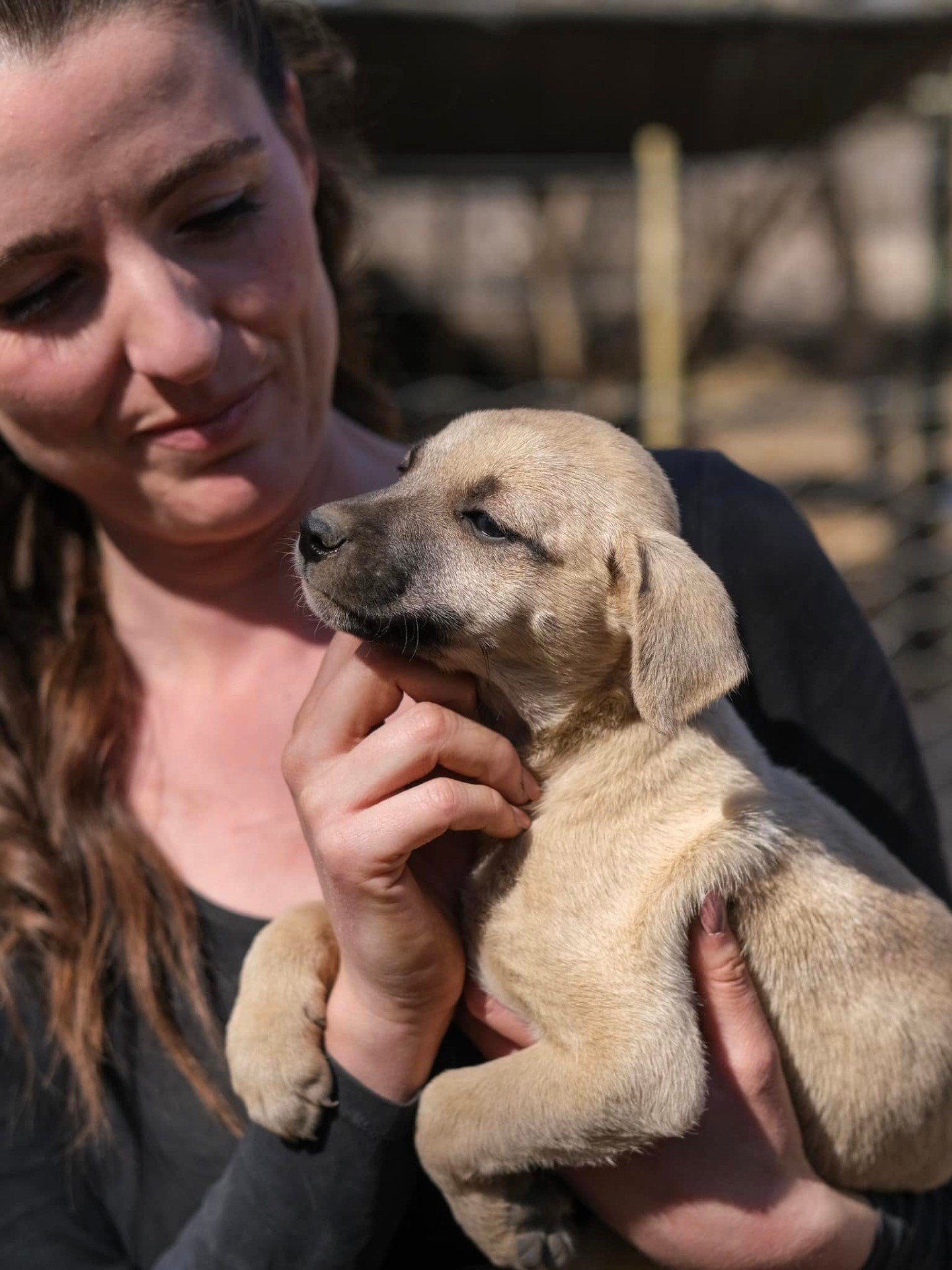 𝗣𝘂𝗺𝗽𝗸𝗶𝗻 &amp; 𝗧𝗼𝗳𝗳𝗲𝗲 - 𝗯𝗿𝗼𝘁𝗵𝗲𝗿𝘀 𝘄𝗵𝗼 𝗵𝗮𝘃𝗲 𝗴𝗿𝗼𝘄𝗻 𝘂𝗽 𝘄𝗮𝗶𝘁𝗶𝗻𝗴 🧡🐾
(1-2 𝘺𝘦𝘢𝘳 𝘰𝘭𝘥 𝘣𝘳𝘰𝘵𝘩𝘦𝘳𝘴 &ndash; 𝘳𝘢𝘪𝘴𝘦𝘥 𝘢𝘵 𝘛𝘩𝘦 𝘈𝘙𝘒 𝘴𝘪𝘯𝘤𝘦 𝘵𝘩𝘦𝘺 𝘸𝘦𝘳𝘦 𝘵𝘪𝘯𝘺) - Swipe through their photos