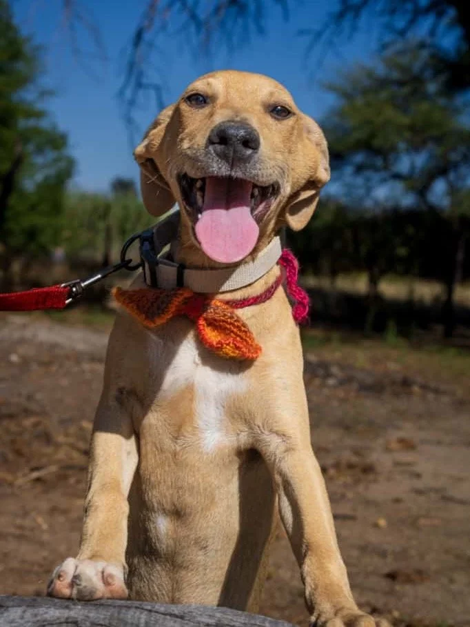 𝗛𝗼𝘁𝗰𝗮𝗸𝗲 &ndash; 𝗹𝗶𝘁𝘁𝗹𝗲 𝘀𝘂𝗻𝘀𝗵𝗶𝗻𝗲 𝘄𝗶𝘁𝗵 𝗮 𝗯𝗶𝗴 𝗵𝗲𝗮𝗿𝘁 ☀️🐾
(7 𝘮𝘰𝘯𝘵𝘩𝘴 | 𝘮𝘦𝘥𝘪𝘶𝘮 | 𝘱𝘭𝘢𝘺𝘧𝘶𝘭, 𝘢𝘧𝘧𝘦𝘤𝘵𝘪𝘰𝘯𝘢𝘵𝘦, 𝘧𝘶𝘭𝘭 𝘰𝘧 𝘫𝘰𝘺)

Meet Hotcake.

This sweet 7-month-old girl is as delightful as h