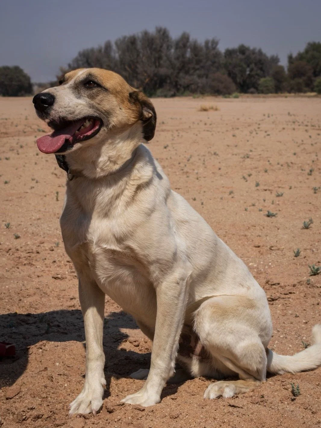 𝗦𝗵𝗲𝗽𝗵𝗲𝗿𝗱 &ndash; 𝗹𝗼𝘃𝗶𝗻𝗴, 𝗹𝗼𝘆𝗮𝗹, 𝗮𝗻𝗱 𝗳𝘂𝗹𝗹 𝗼𝗳 𝗵𝗲𝗮𝗿𝘁 ❤️🐾
(𝘈𝘧𝘧𝘦𝘤𝘵𝘪𝘰𝘯𝘢𝘵𝘦 | 𝘱𝘦𝘳𝘧𝘦𝘤𝘵 𝘧𝘰𝘳 𝘧𝘢𝘳𝘮 𝘭𝘪𝘧𝘦 | 𝘳𝘦𝘢𝘥𝘺 𝘧𝘰𝘳 𝘢 𝘭𝘰𝘷𝘪𝘯𝘨 𝘩𝘰𝘮𝘦)

Meet Shepherd.

Shepherd is a devoted boy who t