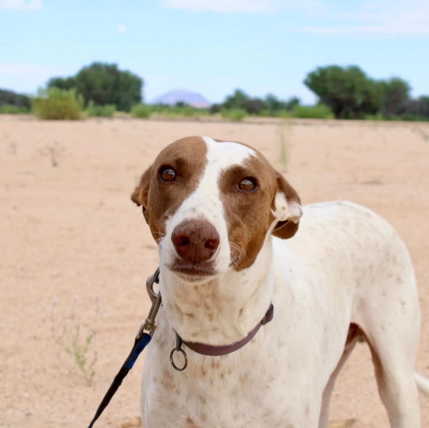 𝗛𝗼𝘄 𝗱𝗼𝗲𝘀 𝘁𝗵𝗶𝘀 𝗴𝗼𝗹𝗱𝗲𝗻 𝗴𝗿𝗲𝘆𝗵𝗼𝘂𝗻𝗱 𝗻𝗼𝘁 𝗵𝗮𝘃𝗲 𝗮 𝗵𝗼𝗺𝗲 𝘆𝗲𝘁!? 💛 Adopt, don&rsquo;t shop!