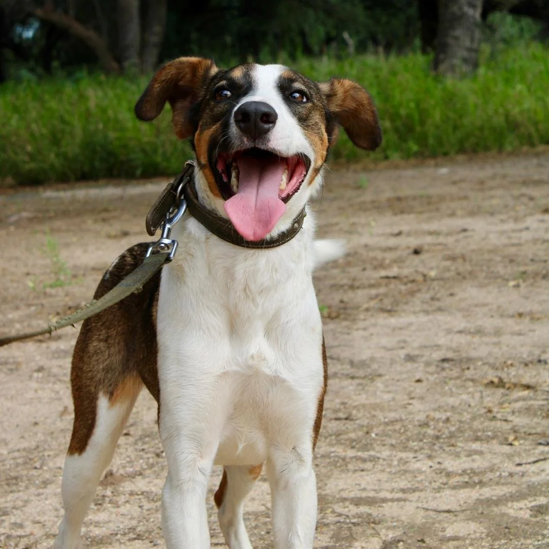 𝗔𝗹𝗹 𝗟𝗼𝗸𝗶 𝘄𝗮𝗻𝘁𝘀 𝗶𝘀 𝗬𝗢𝗨! Loki&rsquo;s wants are simple: love, connection, and the joy of being part of a family. Four paws, a wagging tail, and a heart full of devotion, he doesn&rsquo;t ask for much, but what he gives in return is lim