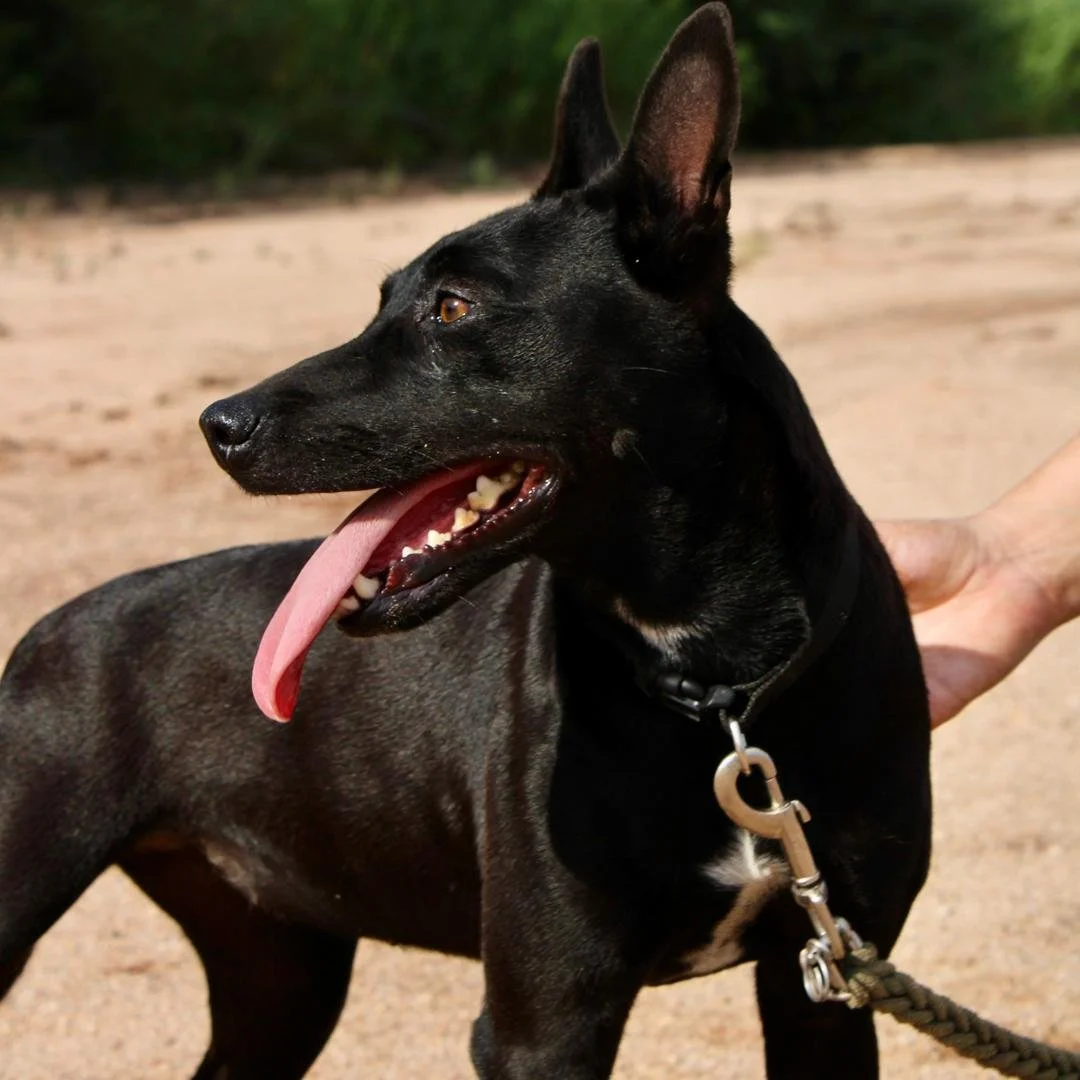 𝗠𝗶𝗺𝗶 𝗺𝗮𝘆 𝗯𝗲 𝗹𝗶𝘁𝘁𝗹𝗲, 𝗯𝘂𝘁 𝘀𝗵𝗲&rsquo;𝘀 𝗽𝗮𝗰𝗸𝗲𝗱 𝘄𝗶𝘁𝗵 𝗽𝗲𝗿𝘀𝗼𝗻𝗮𝗹𝗶𝘁𝘆, 𝗲𝗻𝗲𝗿𝗴𝘆, 𝗮𝗻𝗱 𝗮 𝗵𝗲𝗮𝗿𝘁 𝘁𝗵𝗮𝘁 𝗼𝘃𝗲𝗿𝗳𝗹𝗼𝘄𝘀 𝘄𝗶𝘁𝗵 𝗹𝗼𝘃𝗲. 🖤 Every bounce, wiggle, and happy leap is a reminder that the b