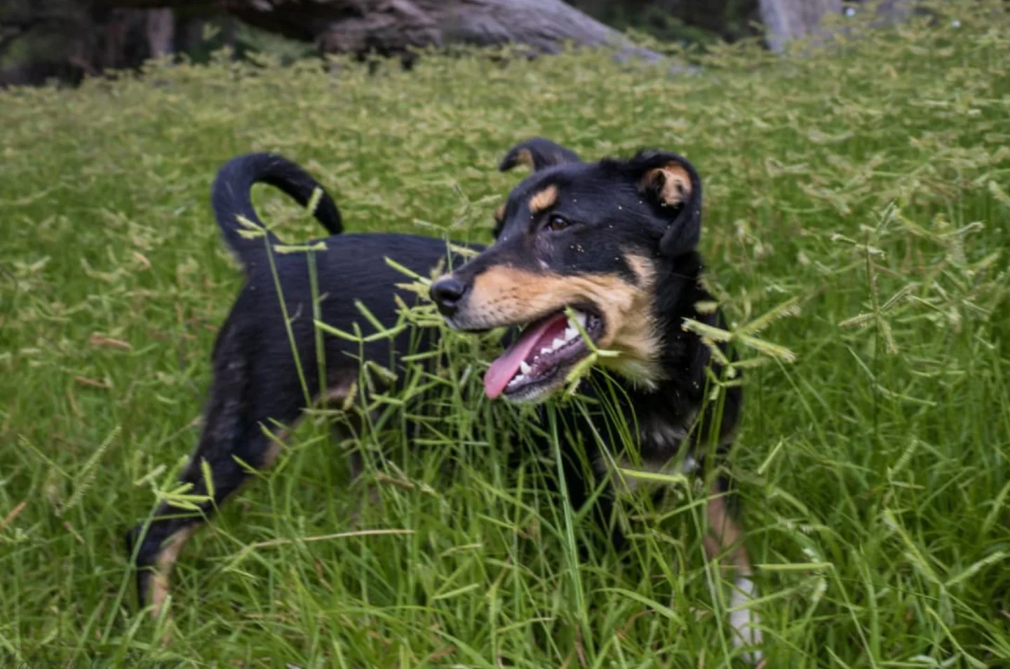 𝗣𝗼𝗽𝗽𝘆 𝗶𝘀 𝘀𝘁𝗶𝗹𝗹 𝘀𝗲𝗮𝗿𝗰𝗵𝗶𝗻𝗴 𝗳𝗼𝗿 𝗵𝗲𝗿 𝘀𝗽𝗲𝗰𝗶𝗮𝗹 𝘀𝗼𝗺𝗲𝗯𝗼𝗱𝘆 🖤🤎 

Poppy didn&rsquo;t have the easiest beginning.
Somewhere along the way, her tiny body had to be braver than it should have been.
And maybe that&rsquo;s