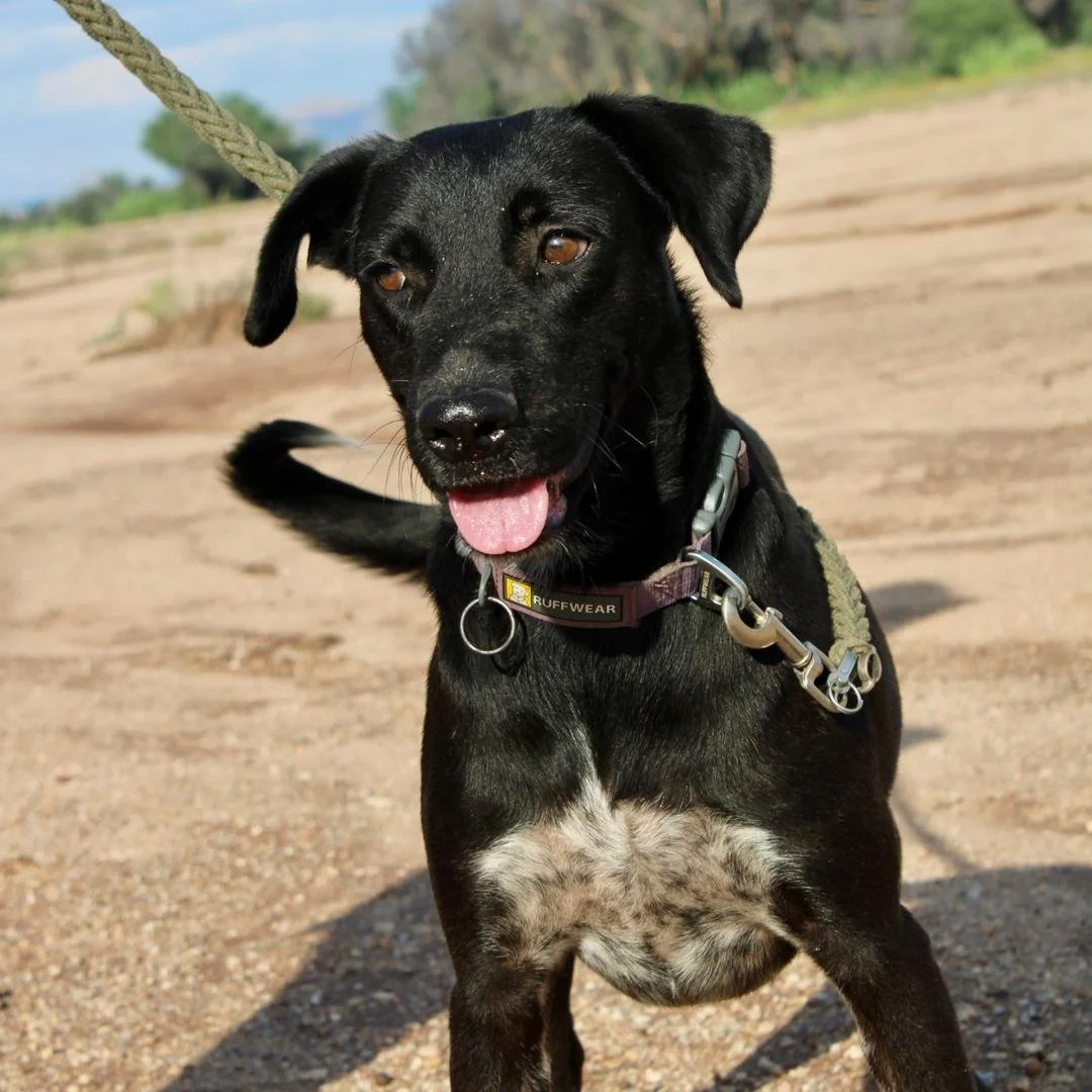 𝗠𝗶𝗹𝗼 𝗶𝘀 𝘁𝗵𝗲 𝗸𝗶𝗻𝗱 𝗼𝗳 𝗱𝗼𝗴 𝘄𝗵𝗼 𝘄𝗮𝗻𝘁𝘀 𝘁𝗼 𝗯𝗲 𝗽𝗮𝗿𝘁 𝗼𝗳 𝗲𝘃𝗲𝗿𝘆𝘁𝗵𝗶𝗻𝗴. As a Labrador cross, he carries that wonderful blend of enthusiasm, loyalty, and eagerness to connect with his people. Whether it&rsquo;s explor