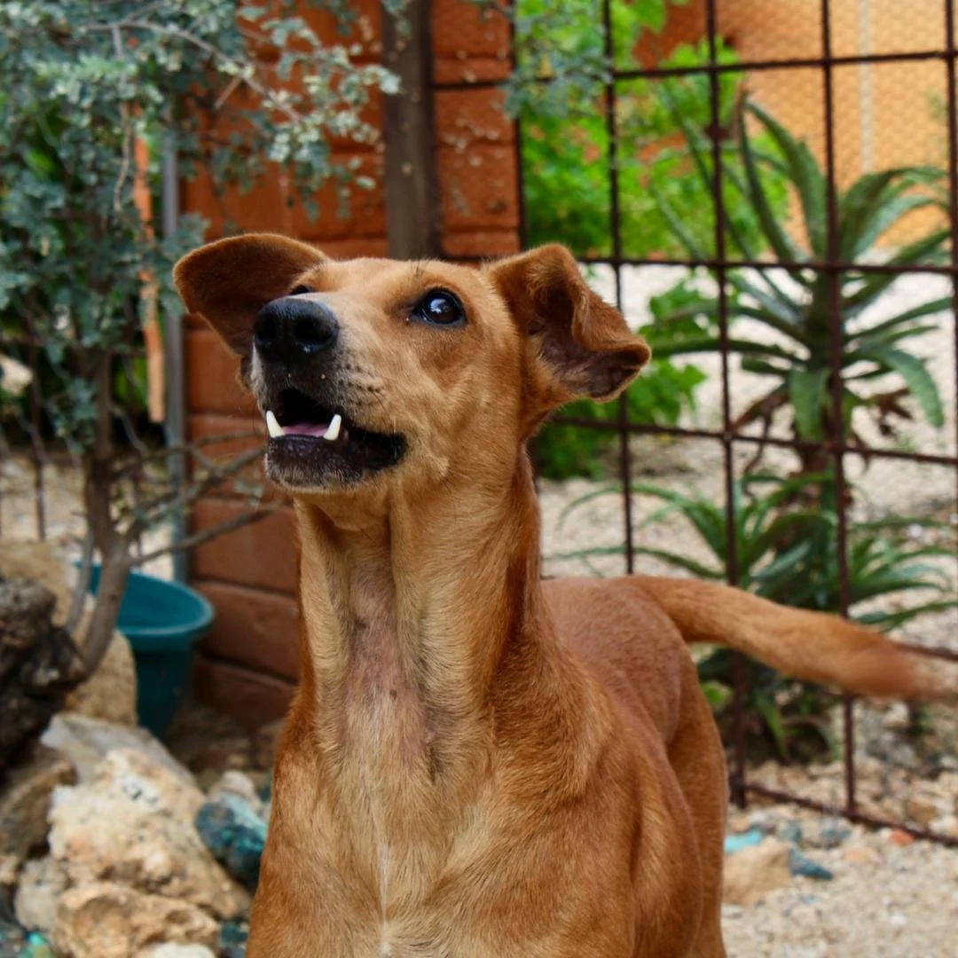 𝗠𝗲𝗴𝗮𝗻 𝗶𝘀 𝘁𝗵𝗲 𝗸𝗶𝗻𝗱 𝗼𝗳 𝗱𝗼𝗴 𝘄𝗵𝗼 𝗺𝗮𝗸𝗲𝘀 𝗹𝗶𝗳𝗲 𝗳𝗲𝗲𝗹 𝗹𝗶𝗴𝗵𝘁𝗲𝗿 𝘁𝗵𝗲 𝗺𝗼𝗺𝗲𝗻𝘁 𝘀𝗵𝗲 𝘄𝗮𝗹𝗸𝘀 𝗶𝗻𝘁𝗼 𝘁𝗵𝗲 𝗿𝗼𝗼𝗺. Playful, affectionate, and endlessly curious, she thrives on human connection and loves not