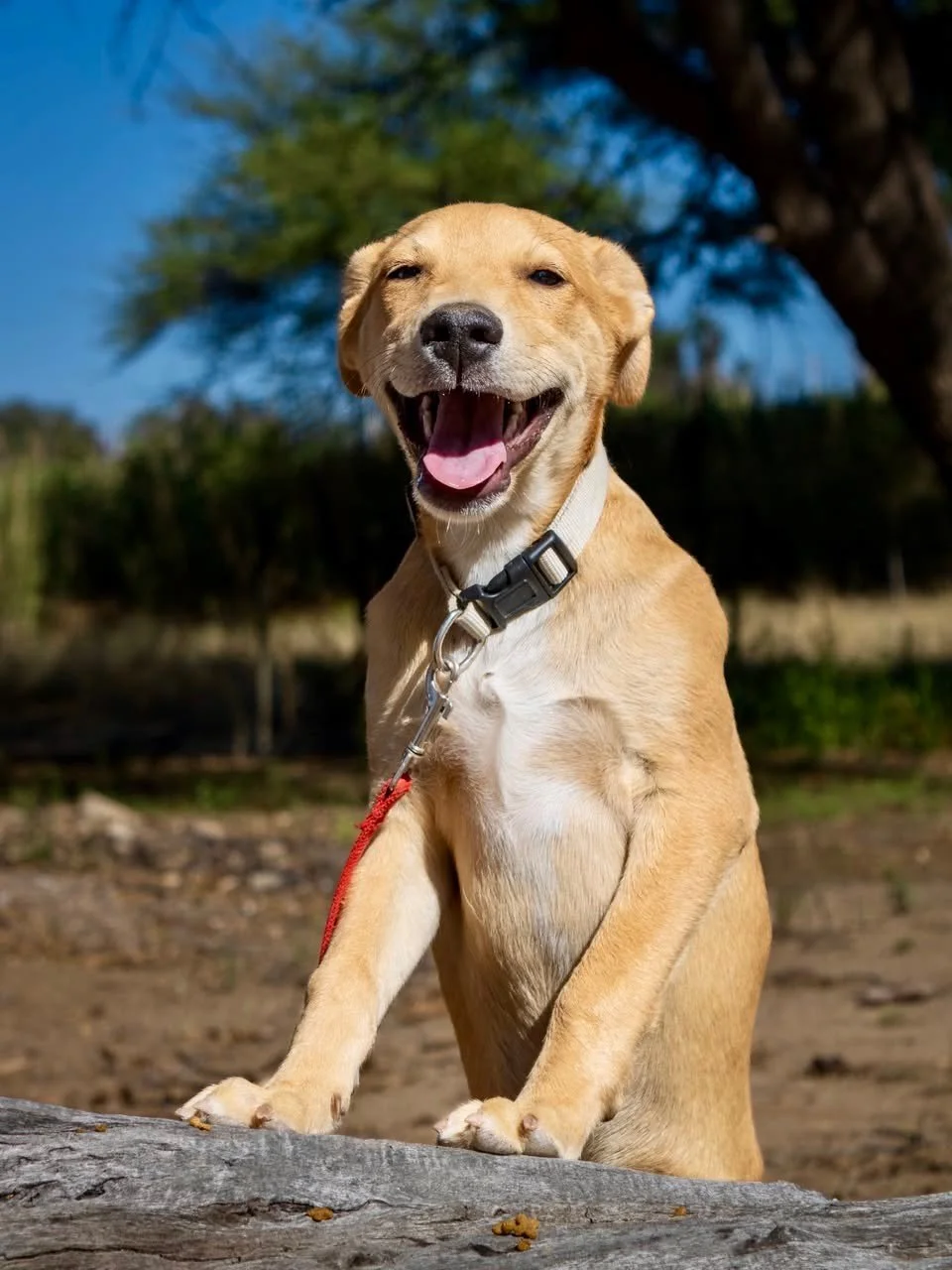 𝗠𝗮𝘁𝘁𝘆 &ndash; 𝘁𝗵𝗲 𝘀𝘄𝗲𝗲𝘁𝗵𝗲𝗮𝗿𝘁 𝗽𝘂𝗽 𝗿𝗲𝗮𝗱𝘆 𝘁𝗼 𝘀𝘁𝗲𝗮𝗹 𝘆𝗼𝘂𝗿 𝗵𝗲𝗮𝗿𝘁 🐶💛
(7 𝘮𝘰𝘯𝘵𝘩𝘴 | 𝘮𝘦𝘥𝘪𝘶𝘮 | 𝘱𝘭𝘢𝘺𝘧𝘶𝘭 𝘢𝘯𝘥 𝘢𝘧𝘧𝘦𝘤𝘵𝘪𝘰𝘯𝘢𝘵𝘦)

Meet Matty.

This 7-month-old boy may be a little shy at first