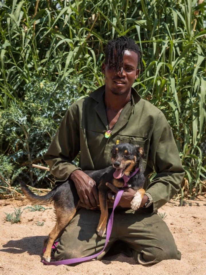 𝗥𝗼𝗰𝗸𝗶 - 𝘁𝗵𝗲 𝗖𝗘𝗢 𝗼𝗳 𝗹𝗮𝗽 𝗱𝗼𝗴𝘀 🖤
(𝘚𝘮𝘢𝘭𝘭 𝘣𝘭𝘢𝘤𝘬 𝘤𝘶𝘥𝘥𝘭𝘦 𝘴𝘱𝘦𝘤𝘪𝘢𝘭𝘪𝘴𝘵)

Do you have a lap? Excellent. Rocki has been looking for one.

This tiny black bundle of joy may be small, but he runs a very serious operat