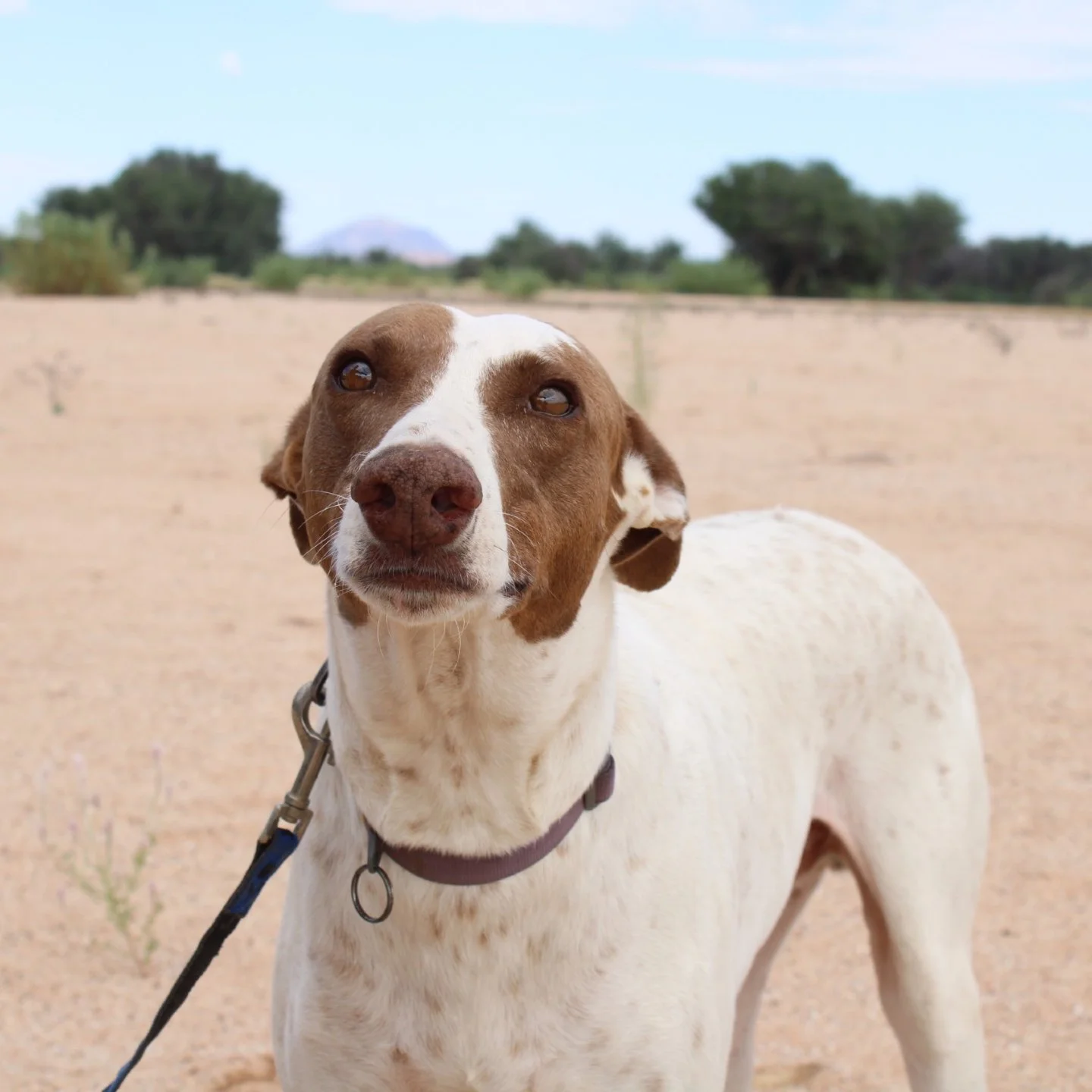 𝗥𝗶𝗻𝗴𝗼 𝘄𝗮𝗹𝗸𝘀 𝘁𝗵𝗿𝗼𝘂𝗴𝗵 𝗹𝗶𝗳𝗲 𝘄𝗶𝘁𝗵 𝗮 𝗴𝗲𝗻𝘁𝗹𝗲 𝗰𝗼𝗻𝗳𝗶𝗱𝗲𝗻𝗰𝗲 𝘁𝗵𝗮𝘁 𝗿𝗲𝗺𝗶𝗻𝗱𝘀 𝘂𝘀 𝘄𝗵𝗮𝘁 𝗷𝗼𝘆 𝗿𝗲𝗮𝗹𝗹𝘆 𝗹𝗼𝗼𝗸𝘀 𝗹𝗶𝗸𝗲. Four years old, large, and affectionate to his core, he doesn&rsquo;t need the 