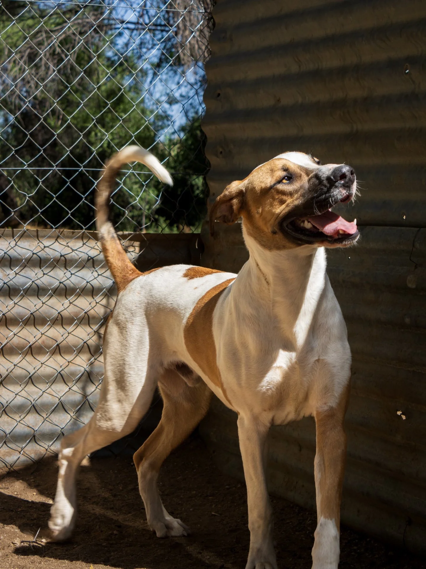 𝗕𝗼𝗯𝗯𝘆 &ndash; 𝗯𝗶𝗴 𝗱𝗼𝗴, 𝗯𝗶𝗴𝗴𝗲𝗿 𝗽𝗲𝗿𝘀𝗼𝗻𝗮𝗹𝗶𝘁𝘆 🤎🐾
(𝘎𝘳𝘦𝘢𝘵 𝘋𝘢𝘯𝘦 𝘹 𝘉𝘰𝘦𝘳𝘣𝘰𝘦𝘭 𝘮𝘪𝘹 | 1 𝘺𝘦𝘢𝘳 𝘰𝘭𝘥 | 𝘱𝘳𝘰𝘧𝘦𝘴𝘴𝘪𝘰𝘯𝘢𝘭 𝘨𝘪𝘢𝘯𝘵 𝘨𝘰𝘰𝘧)

Big dog lovers&hellip; this one&rsquo;s for you.

Meet Bob