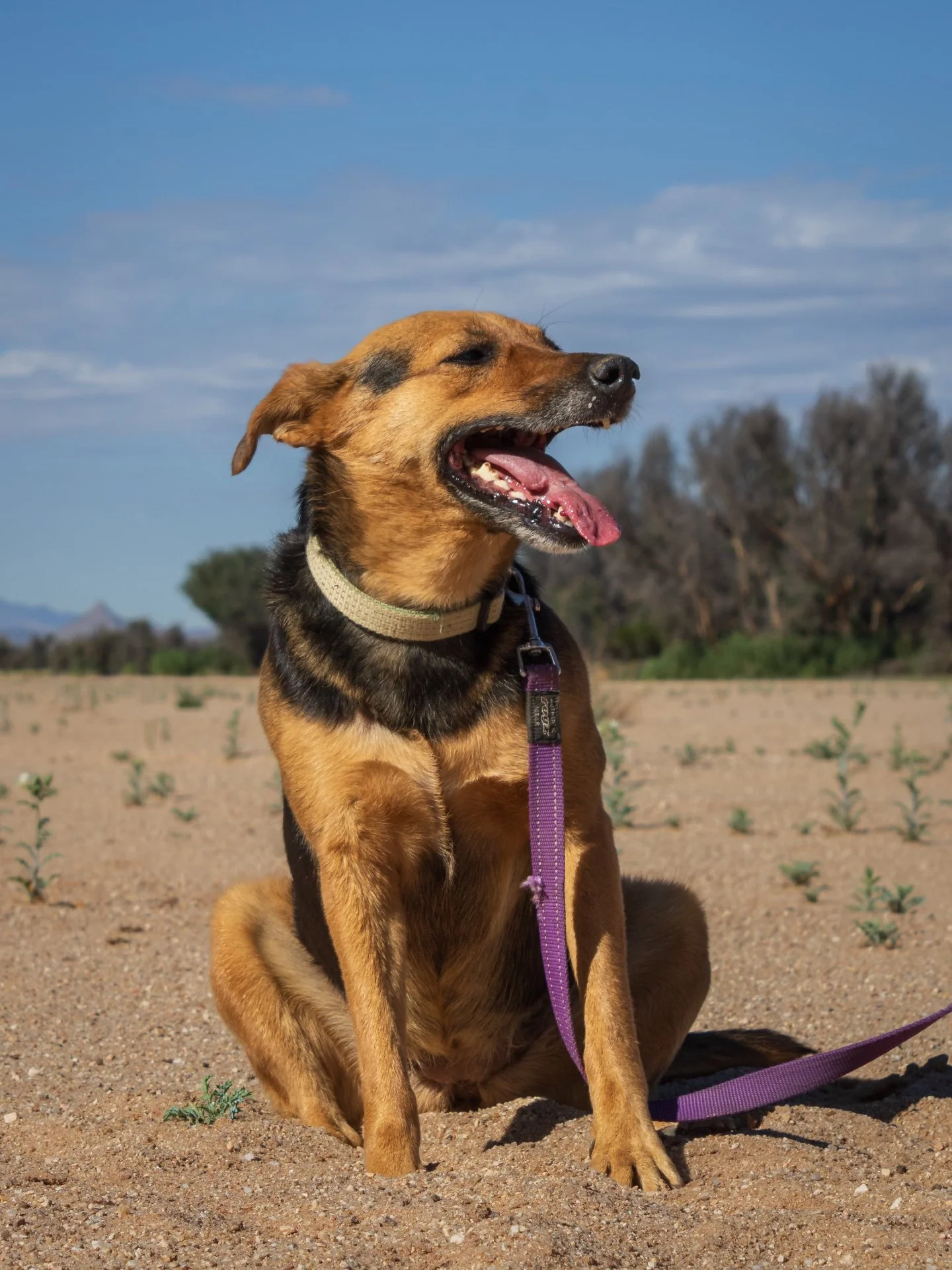 𝗧𝘂𝗹𝗶𝗽 &ndash; 𝘁𝗵𝗲 𝗴𝗶𝗿𝗹 𝘄𝗵𝗼 𝗹𝗲𝗮𝗿𝗻𝗲𝗱 𝘁𝗼 𝘁𝗿𝘂𝘀𝘁 𝗮𝗴𝗮𝗶𝗻 🌷🐾
(𝘈𝘧𝘧𝘦𝘤𝘵𝘪𝘰𝘯𝘢𝘵𝘦, 𝘨𝘦𝘯𝘵𝘭𝘦, 𝘳𝘦𝘴𝘪𝘭𝘪𝘦𝘯𝘵 | 𝘳𝘦𝘢𝘥𝘺 𝘵𝘰 𝘣𝘭𝘰𝘰𝘮 𝘪𝘯 𝘩𝘦𝘳 𝘧𝘰𝘳𝘦𝘷𝘦𝘳 𝘩𝘰𝘮𝘦)

Meet Tulip.

Tulip&rsquo;s past wa