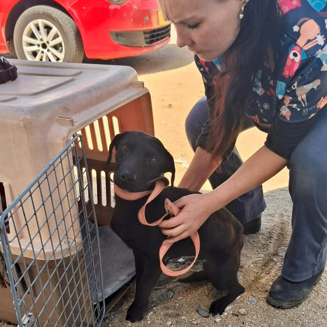 𝗪𝗲 𝗻𝗲𝗲𝗱 𝘆𝗼𝘂𝗿 𝗵𝗲𝗹𝗽 💛

As usual, the past month at The ARK Rescue has been relentless.

We have been dealing with constant rescue missions, emergency veterinary cases, cancer cases, and more kittens than we can count. When we finally try