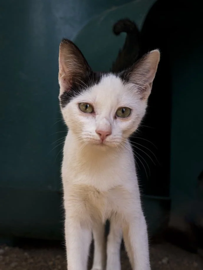 𝗣𝗶𝗴𝗲𝗼𝗻: 𝘀𝗼𝗳𝘁, 𝘀𝗽𝗼𝘁𝘁𝗲𝗱, 𝘀𝗮𝘀𝘀𝘆 🐾

Meet Pigeon, a classic cow-coloured little lady with a winning personality. 🖤🤍

Pigeon is a confident, quirky girl who walks into a room like she owns it (she probably does). She loves people, 