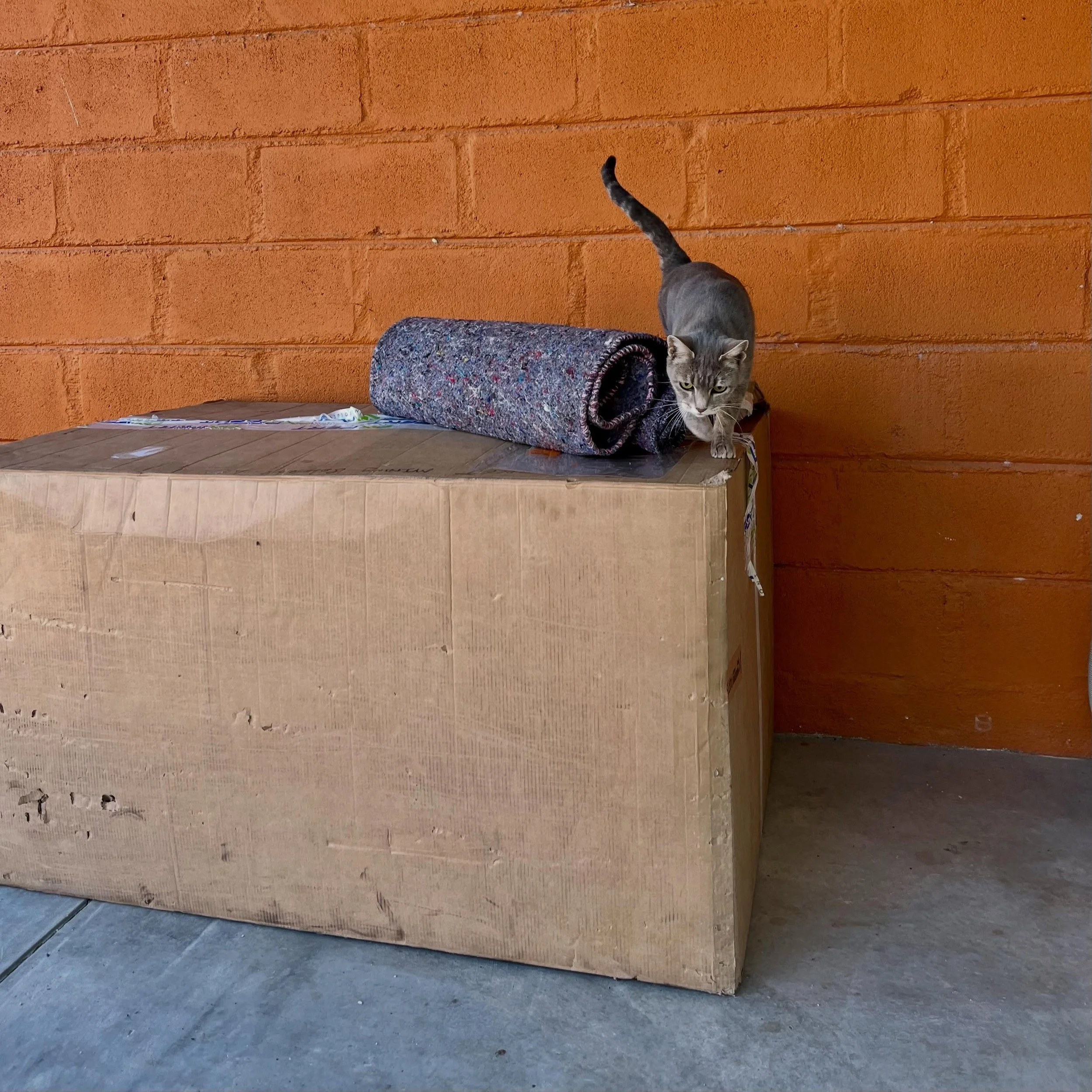 𝗦𝗼𝗳𝘁 𝗯𝗲𝗱𝘀, 𝘄𝗮𝗿𝗺 𝗯𝗼𝗱𝗶𝗲𝘀, 𝗵𝗮𝗽𝗽𝘆 𝗵𝗲𝗮𝗿𝘁𝘀 🤍

A huge thank you to Maryke, Pupkewitz Megabuild Home and Expert Mining Solutions for their incredibly generous donation of 100 blankets to The ARK Rescue.

With over 130 animals cu