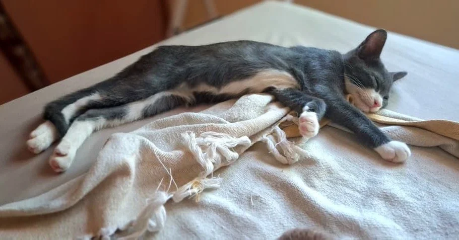 𝗔 𝗗𝘂𝗺𝗽𝗹𝗶𝗻𝗴 𝗳𝗶𝗹𝗹𝗲𝗱 𝘄𝗶𝘁𝗵 𝗹𝗼𝘃𝗲 🐾

Meet Dumpling, a wide-eyed little lady with a curious and soft personality to match her name. 🤍🩶

Sister to Sterling, Dumpling is her own kind of special, gentle, and playful.

She loves to exp