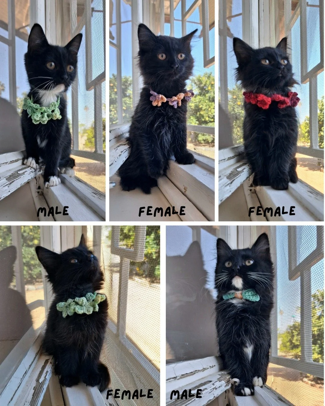 🐾 Fluffy Kitten Alert! 🐾

We have 5 beautiful fluffy kittens looking for loving homes! 🖤🤍

These little ones are incredibly soft, fluffy, and gentle, with sweet and playful personalities that make them impossible not to fall in love with. 

If yo