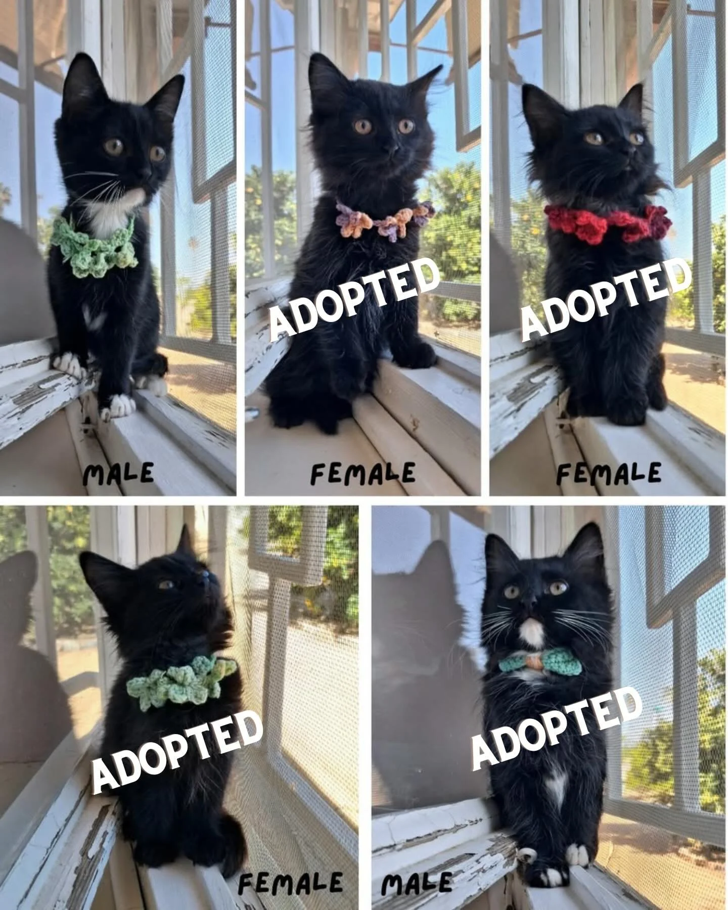 𝗞𝗶𝘁𝘁𝗲𝗻 𝗮𝗹𝗲𝗿𝘁! 🖤🤍

Great news - 4 out of these 5 beautiful kittens have already been adopted! 🎉

That means only 1 adorable kitten is still looking for a loving forever home. This little one is incredibly soft, gentle, playful, and full 