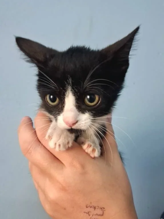 𝗞𝗶𝗸𝗶 &ndash; 𝘁𝗶𝗻𝘆, 𝘁𝗶𝗺𝗶𝗱, 𝗮𝗻𝗱 𝘁𝗼𝘁𝗮𝗹𝗹𝘆 𝗮𝗱𝗼𝗿𝗮𝗯𝗹𝗲 🌸🐱
(𝘍𝘦𝘮𝘢𝘭𝘦 𝘬𝘪𝘵𝘵𝘦𝘯, 𝘨𝘦𝘯𝘵𝘭𝘺 𝘨𝘳𝘰𝘸𝘪𝘯𝘨 𝘪𝘯 𝘤𝘰𝘯𝘧𝘪𝘥𝘦𝘯𝘤𝘦)

Kiki is a little kitten with a soft heart and careful steps.

She may be shy when s