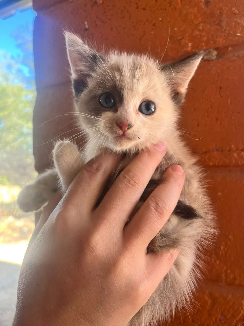 𝗖𝗲𝗰𝗲 &ndash; 𝘁𝗶𝗻𝘆, 𝘀𝗶𝗮𝗺𝗲𝘀𝗲 &amp; 𝘁𝗼𝘁𝗮𝗹𝗹𝘆 𝗮𝗱𝗼𝗿𝗮𝗯𝗹𝗲 🐾🤍

Some kittens are cute.

Cece is heart-meltingly cute. 💛

This tiny Siamese sweetheart may be small enough to fit in your hands, but she's already mastered the art 