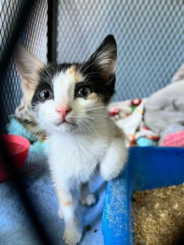 𝗠𝗲𝗲𝘁 𝗠𝗮𝗿𝗶𝗴𝗼𝗹𝗱 🌼
Tiny. Beautiful. Impossible to resist. 💛🐾

Marigold is a little ray of sunshine looking for a family to call her own. This stunning kitten has the sweetest face, a playful spirit and a purr that could melt even the toug