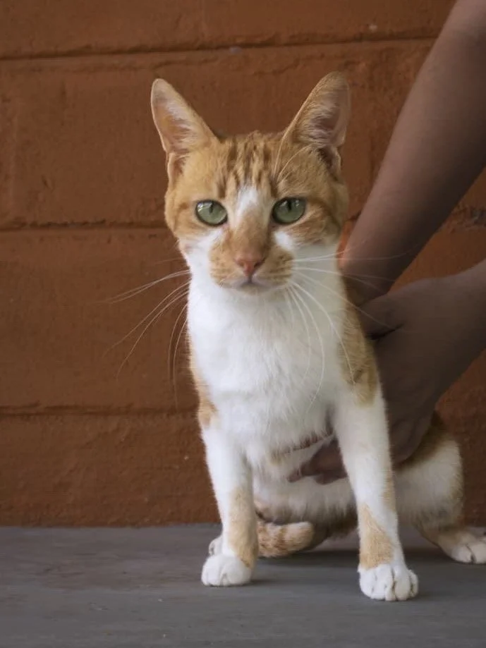 𝗘𝘀𝘁𝗲𝗹𝗹𝗲 &ndash; 𝘀𝘁𝗶𝗹𝗹 𝘄𝗮𝗶𝘁𝗶𝗻𝗴, 𝘀𝘁𝗶𝗹𝗹 𝗱𝗲𝘀𝗲𝗿𝘃𝗶𝗻𝗴 💔🐱

Some cats need a little extra care. Estelle needed a lot.

This beautiful girl recently underwent extensive dental surgery, and most of her teeth had to be removed 