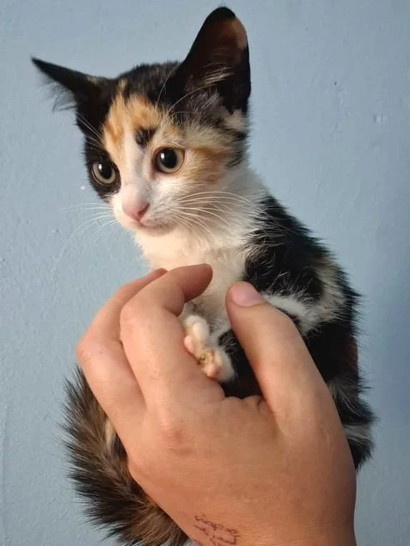 Cleo - calico cutie 🎀🐾
(𝗙𝗲𝗺𝗮𝗹𝗲 𝗸𝗶𝘁𝘁𝗲𝗻, 𝗽𝗿𝗼𝗳𝗲𝘀𝘀𝗶𝗼𝗻𝗮𝗹 𝗵𝗲𝗮𝗿𝘁-𝘀𝘁𝗲𝗮𝗹𝗲𝗿)

Cleo is tiny, adorable and fully aware of it.

This little calico beauty comes with:
- A gloriously fluffy tail
- Endless zoomies
- A purr that 