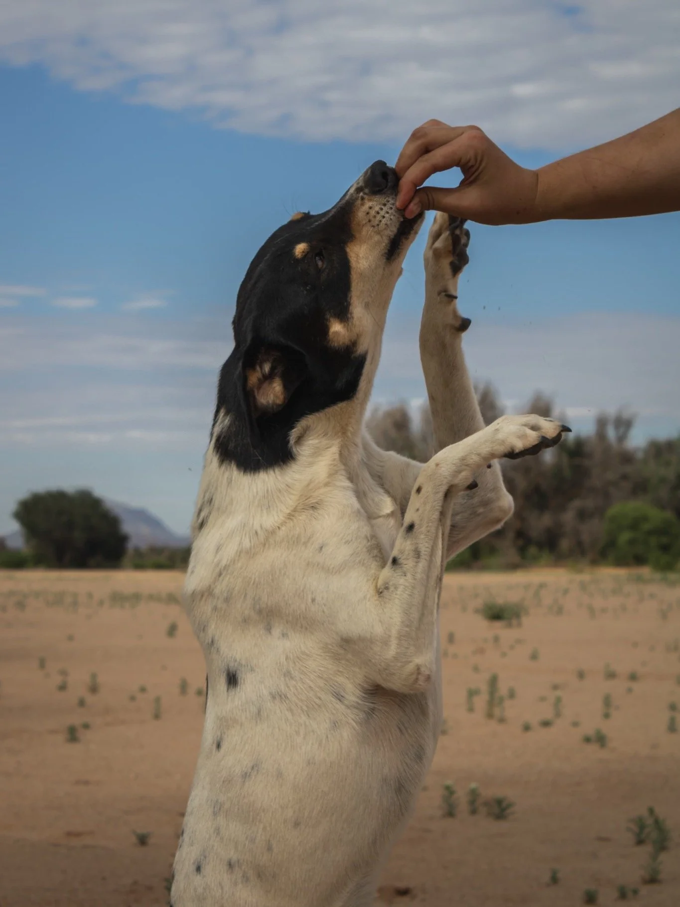 𝗝𝗮𝘀𝗽𝗲𝗿'𝘀 𝘀𝘁𝗶𝗹𝗹 𝘄𝗮𝗶𝘁𝗶𝗻𝗴... 🧡
Three years ago, Jasper arrived at our rescue.

Since then, he's watched dogs come and go. He's watched families walk through the gates, fall in love, and leave with a best friend by their side.

Every 