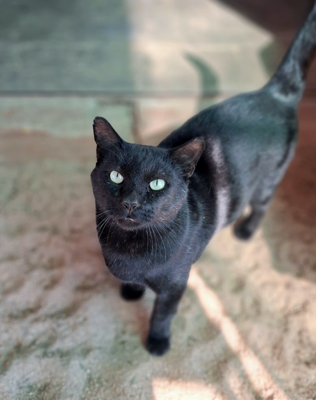 Blacky