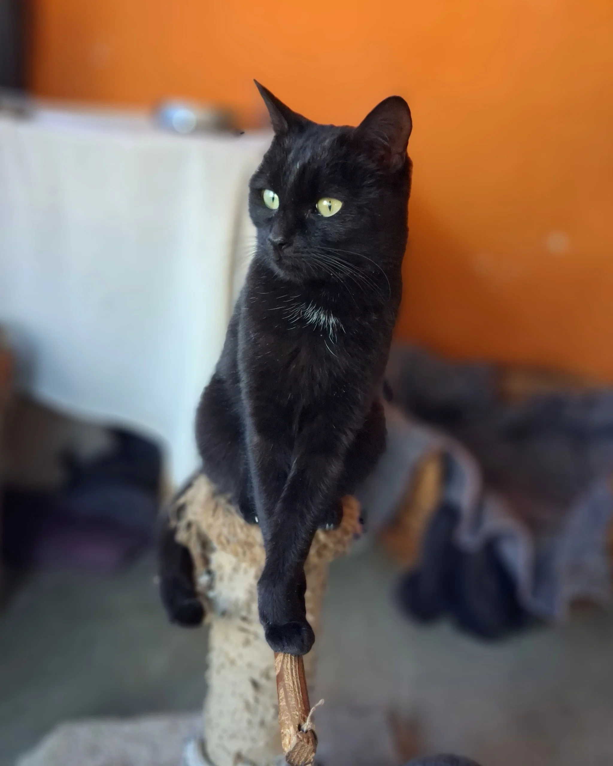 Pepper