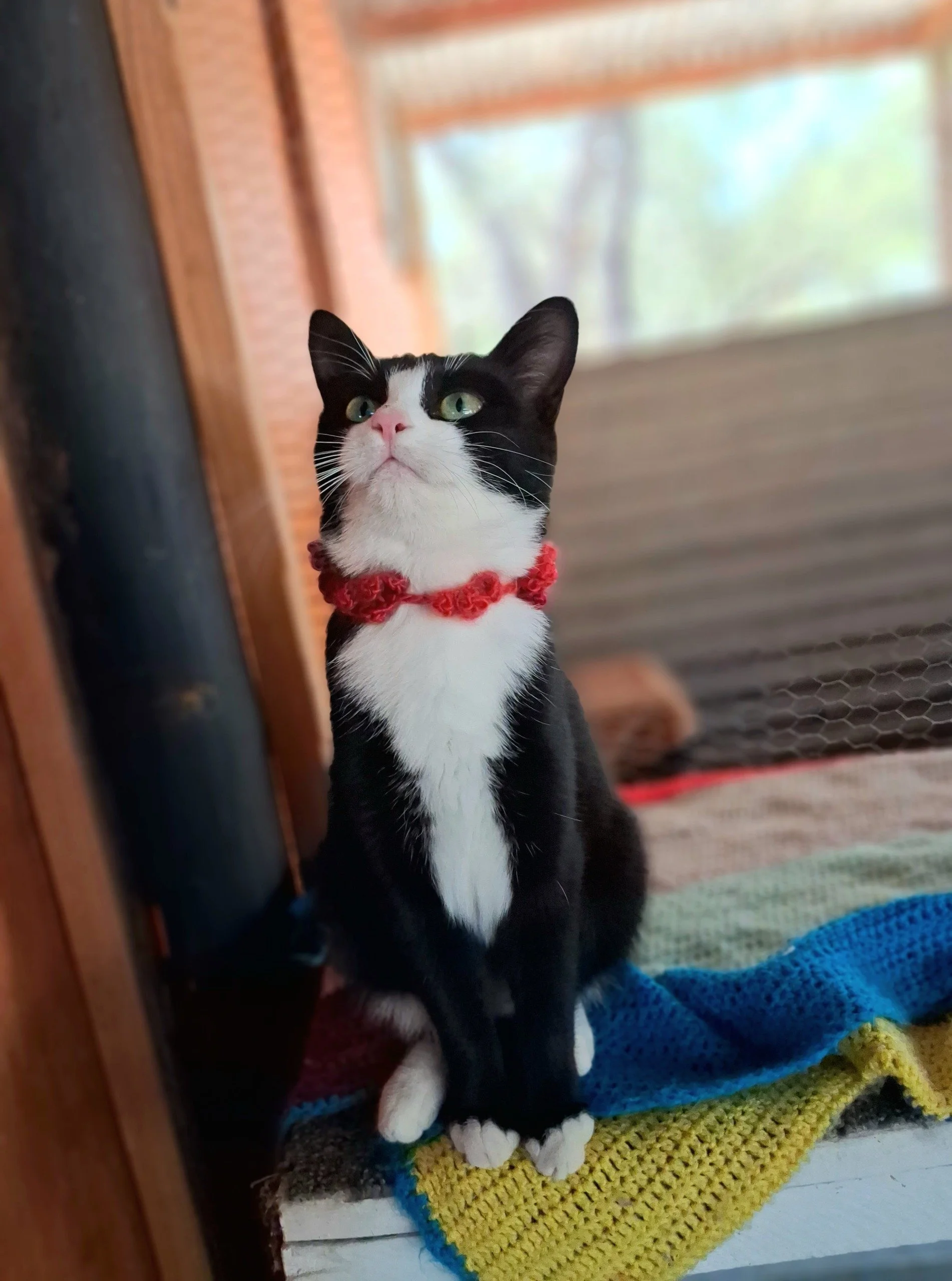 Izzy