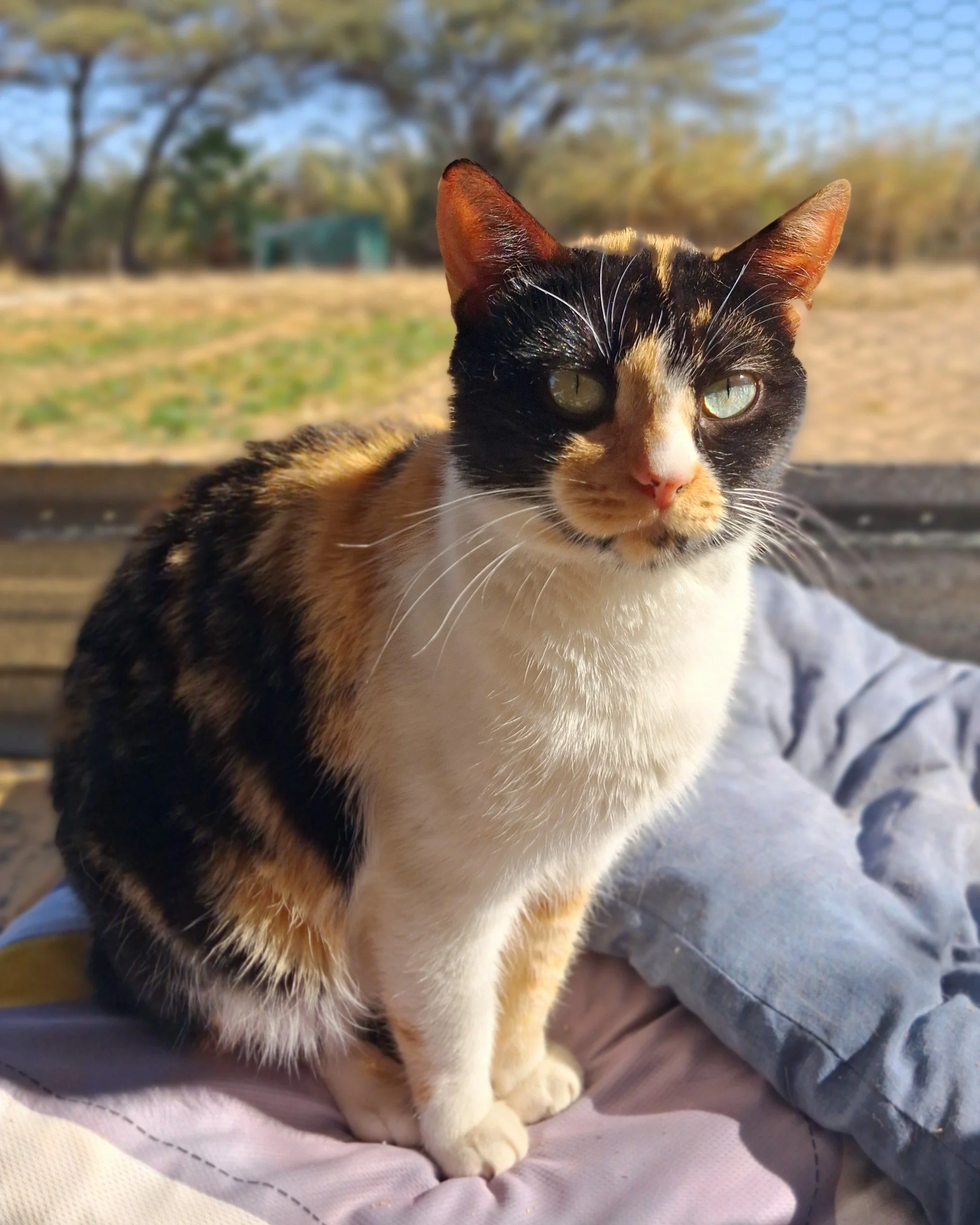 Hazel