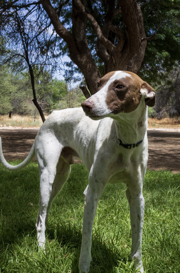 Ringo