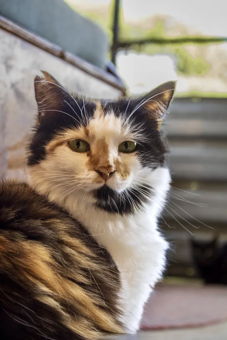 Minky