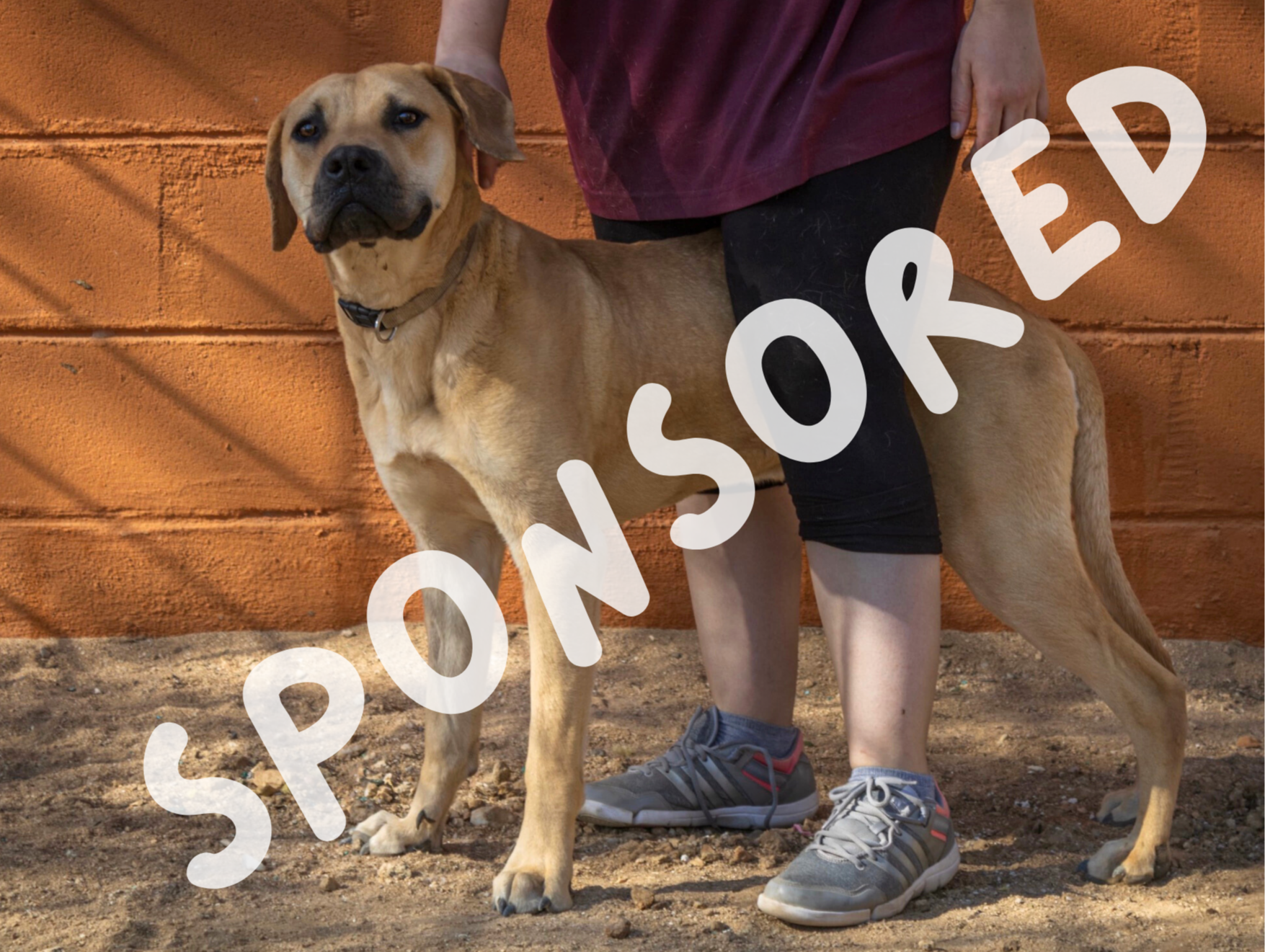 Leo | 7 month in rescue 