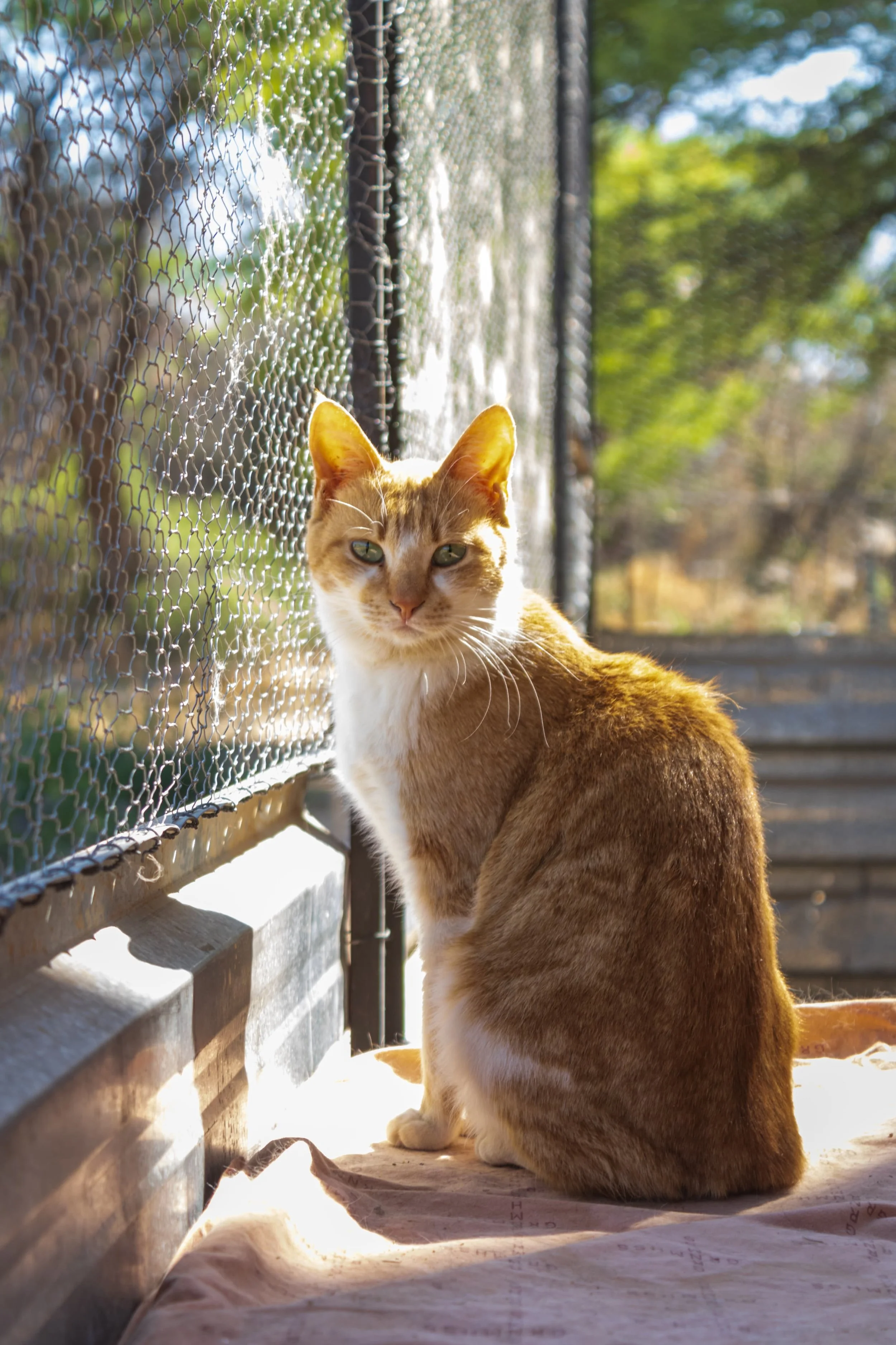 Sunny