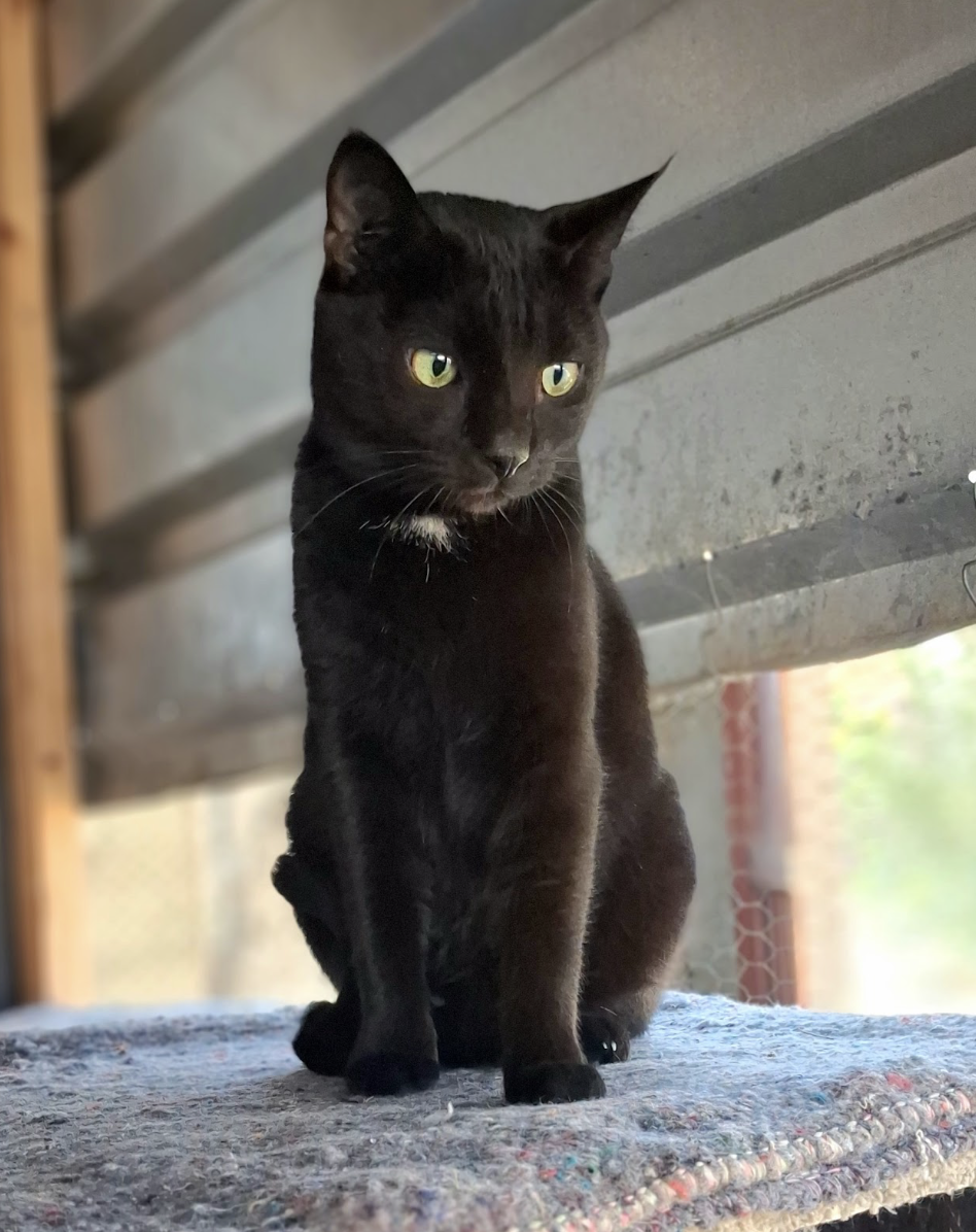 Binx