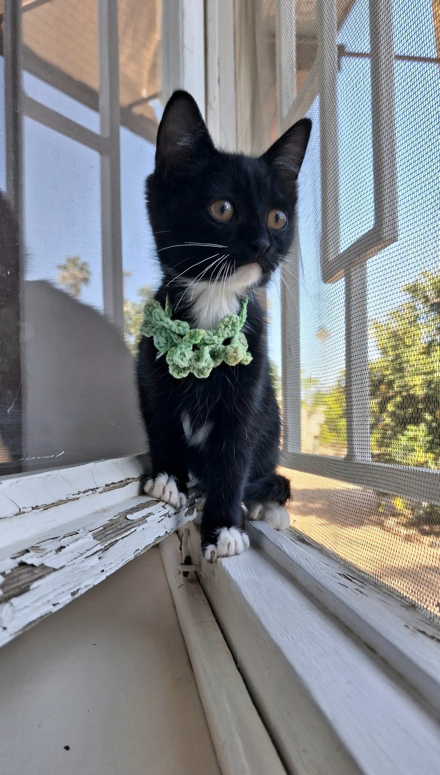 Sylvester