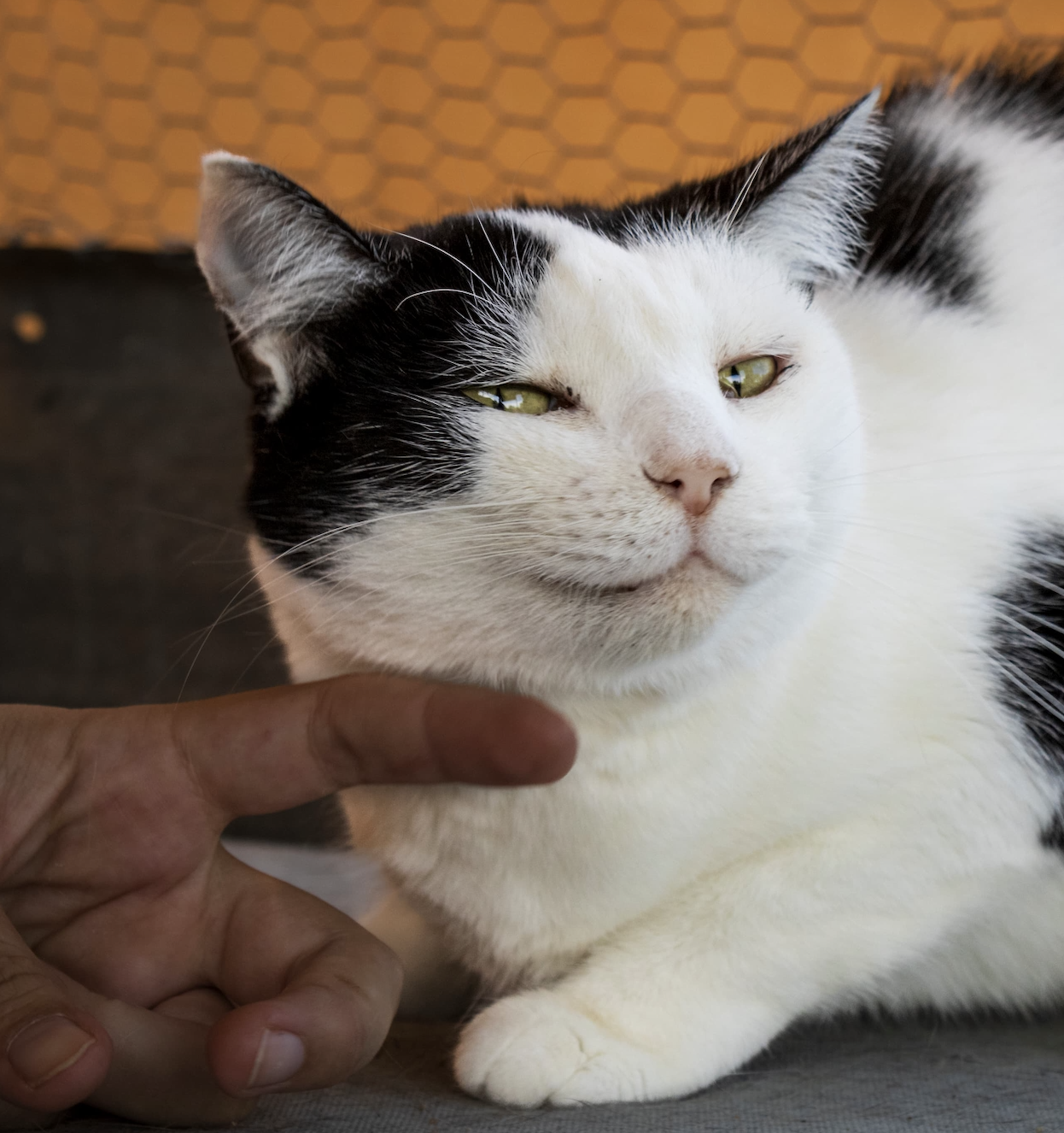 Mittens  