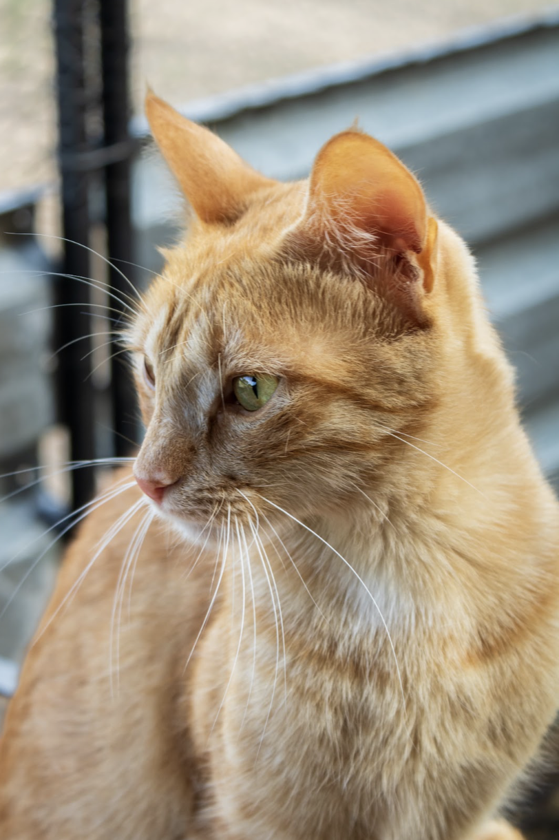 Garfield