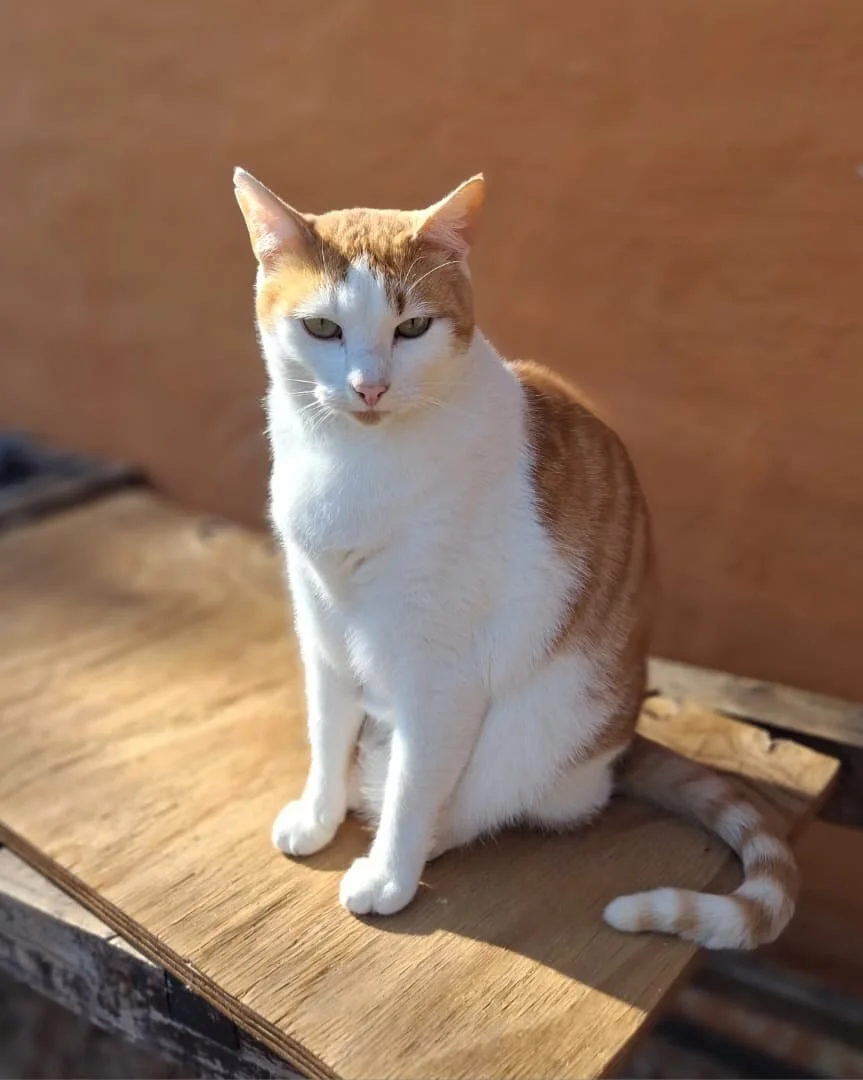 Gingy