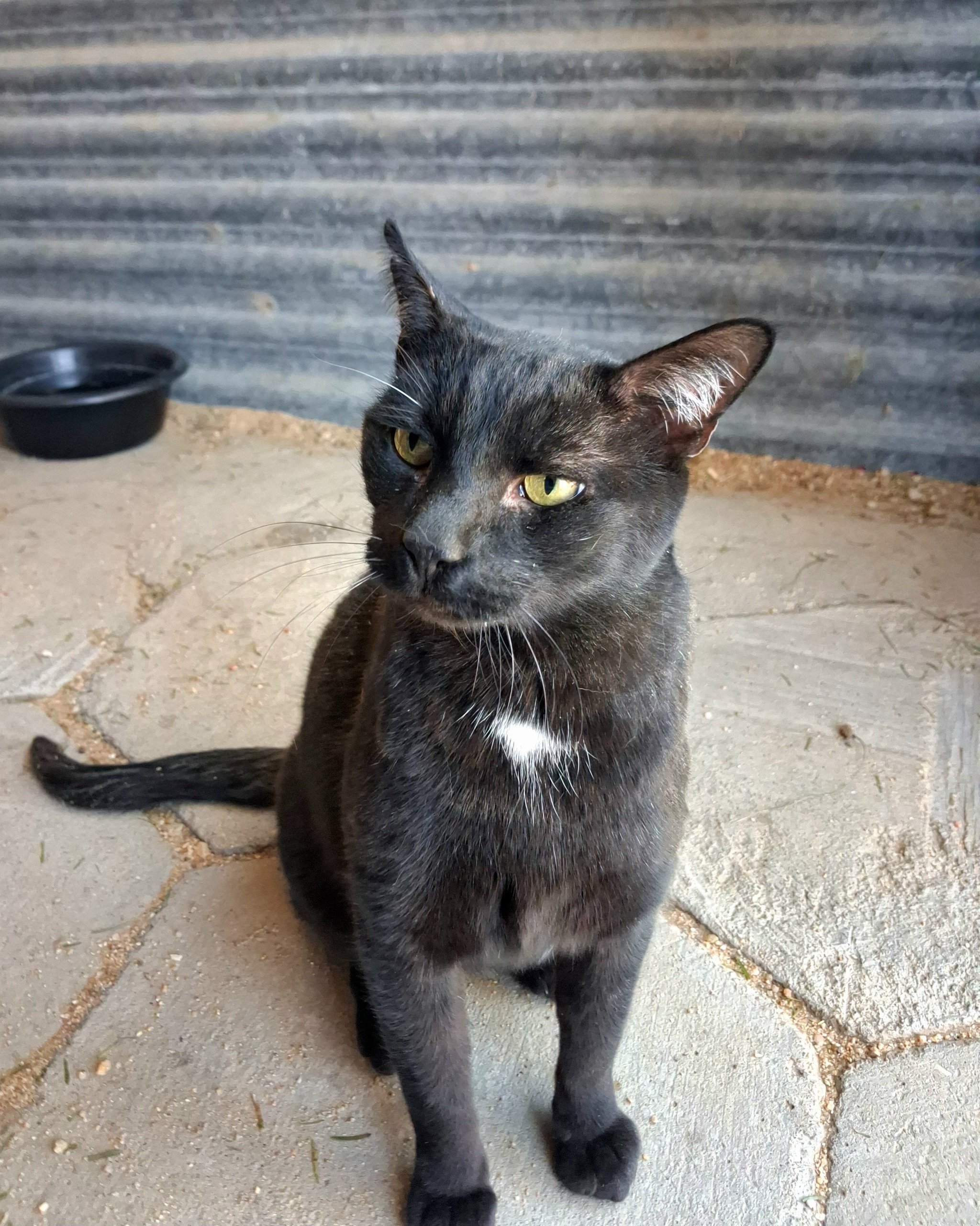 Madisa