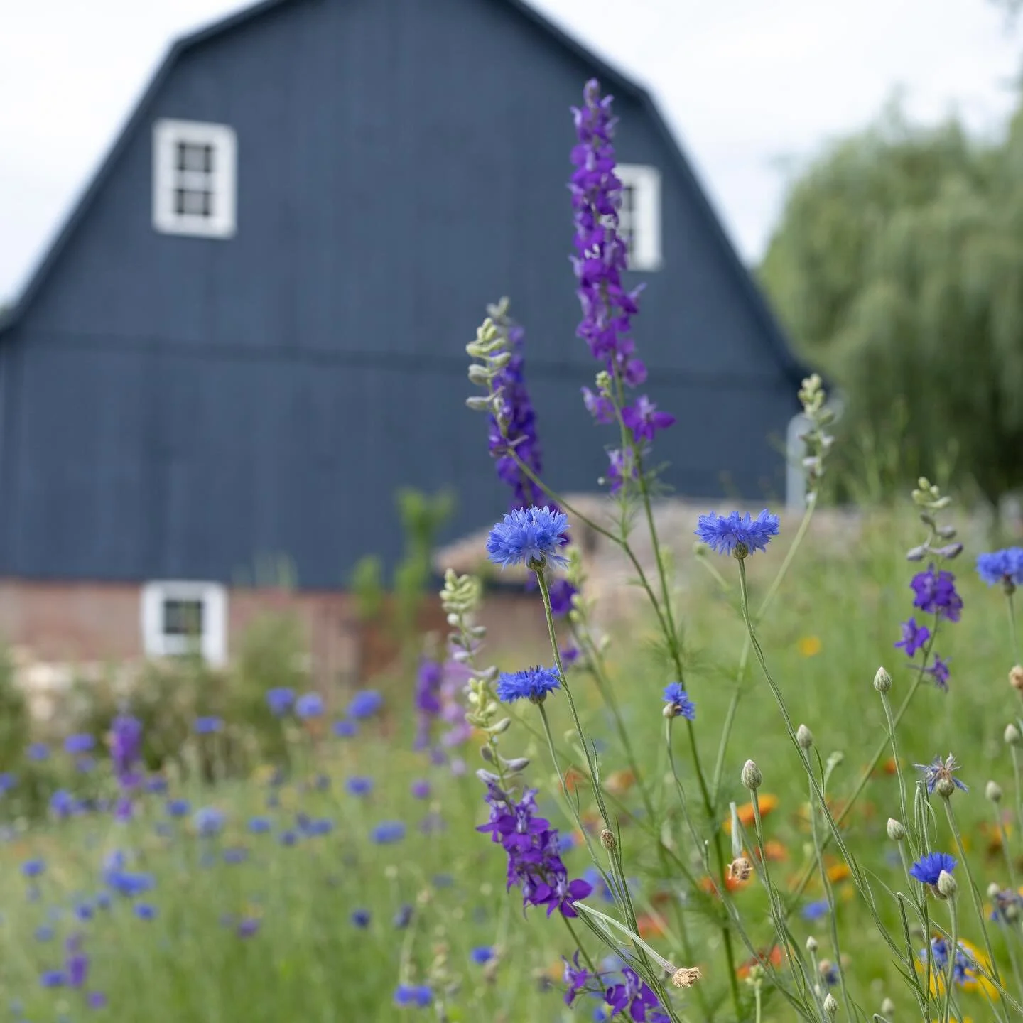 Lavender Bluff Farm