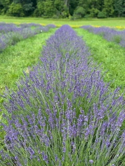 Lavender Row