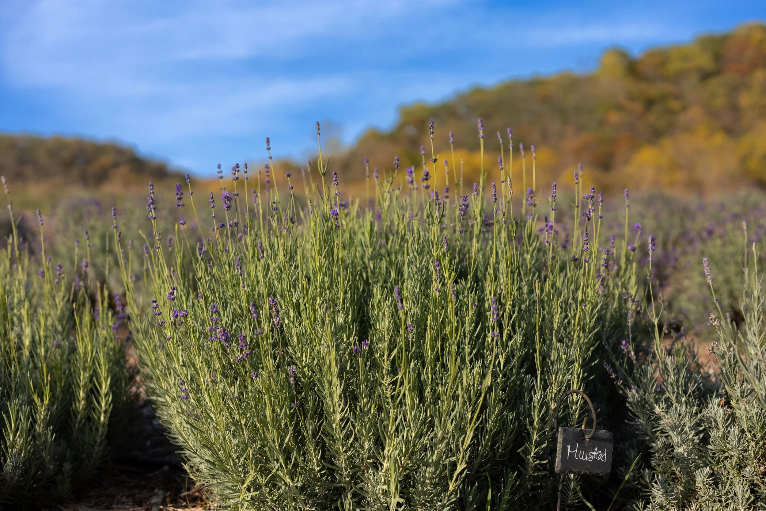 LBF  Fall Munstead View original.jpg