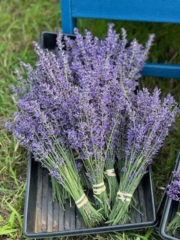 Lavender Bundle