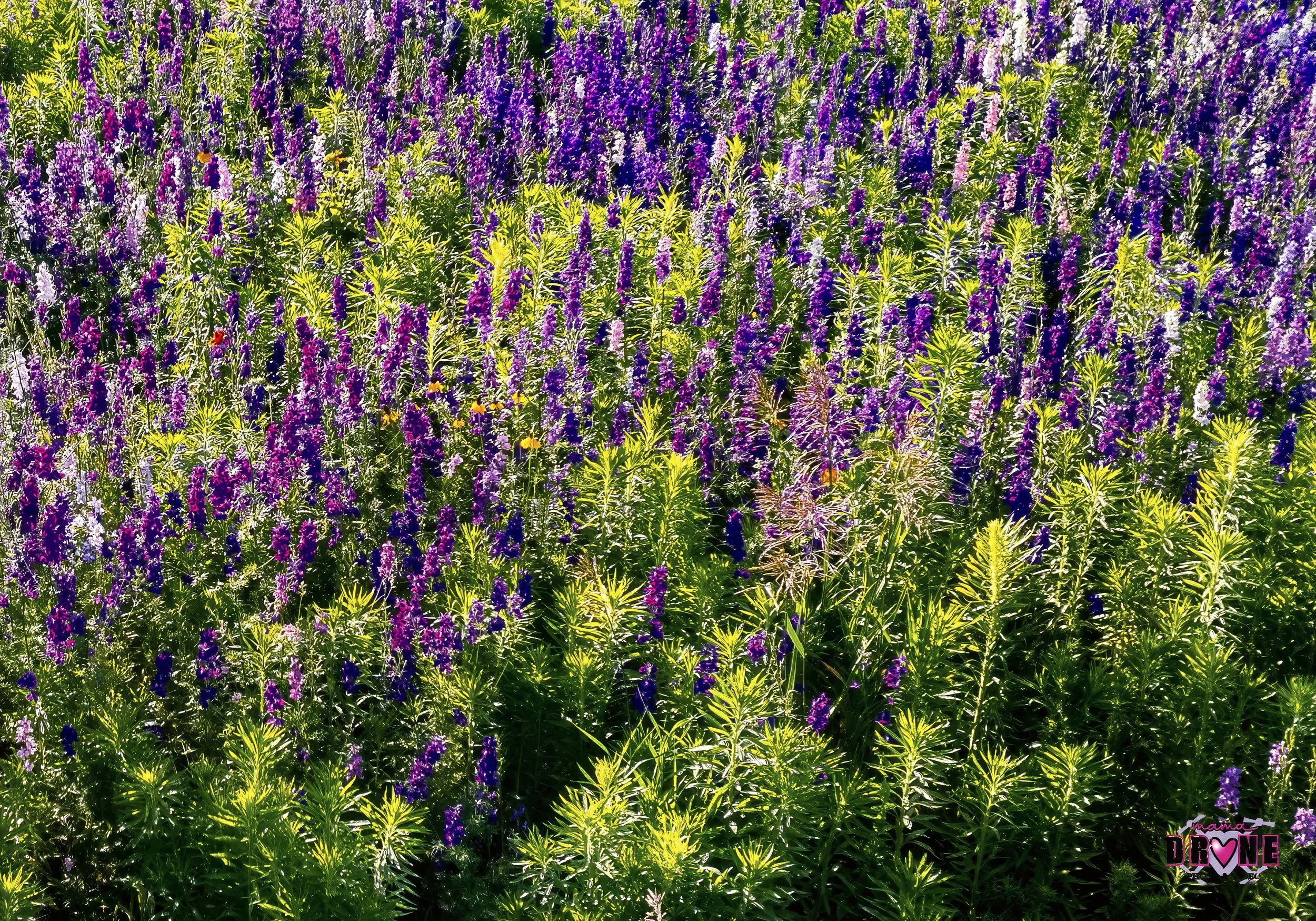 Wildflowers Photo by: Mama Drone.jpg